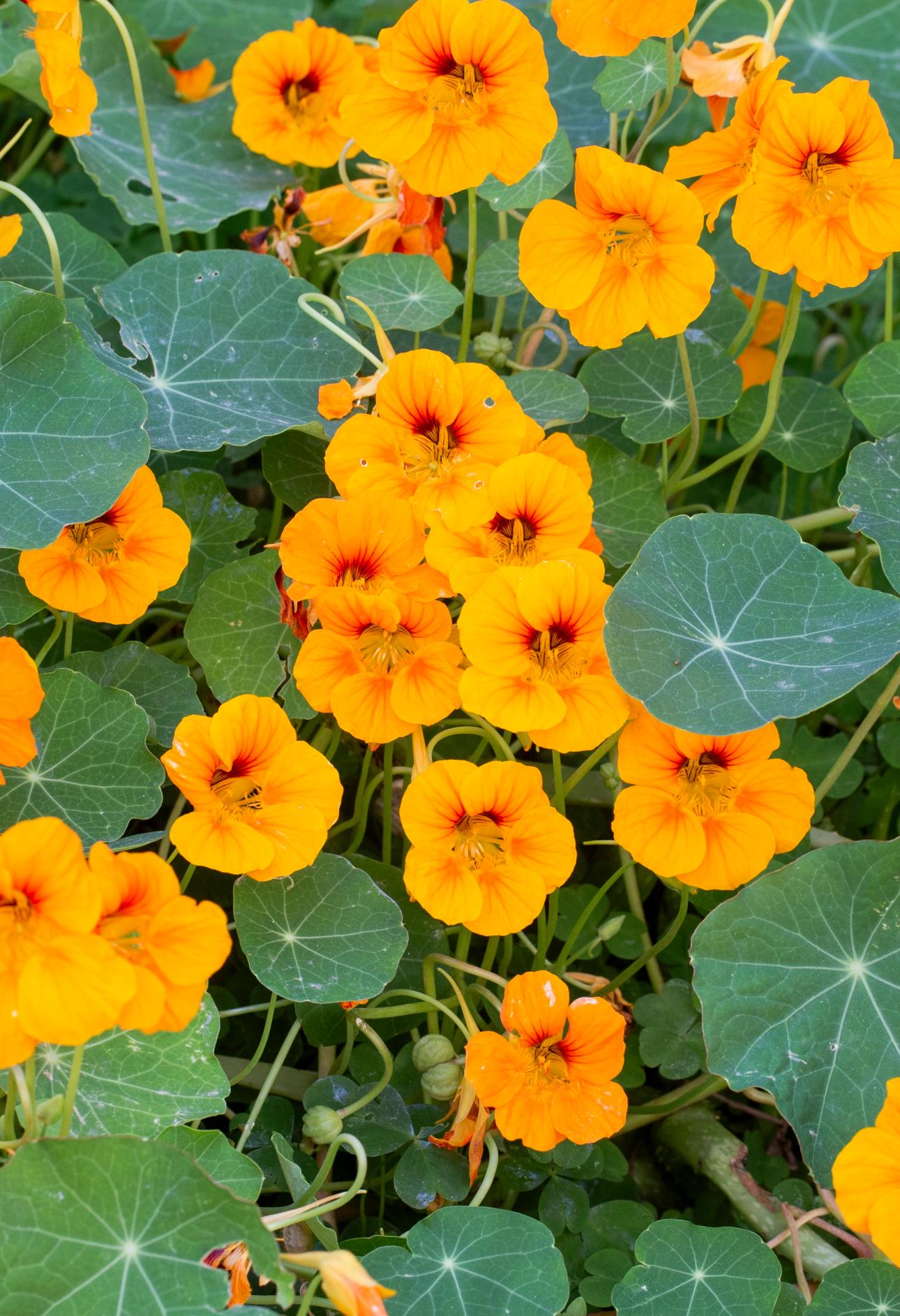 Καπουτσίνος/Φωτογραφία: Shutterstock