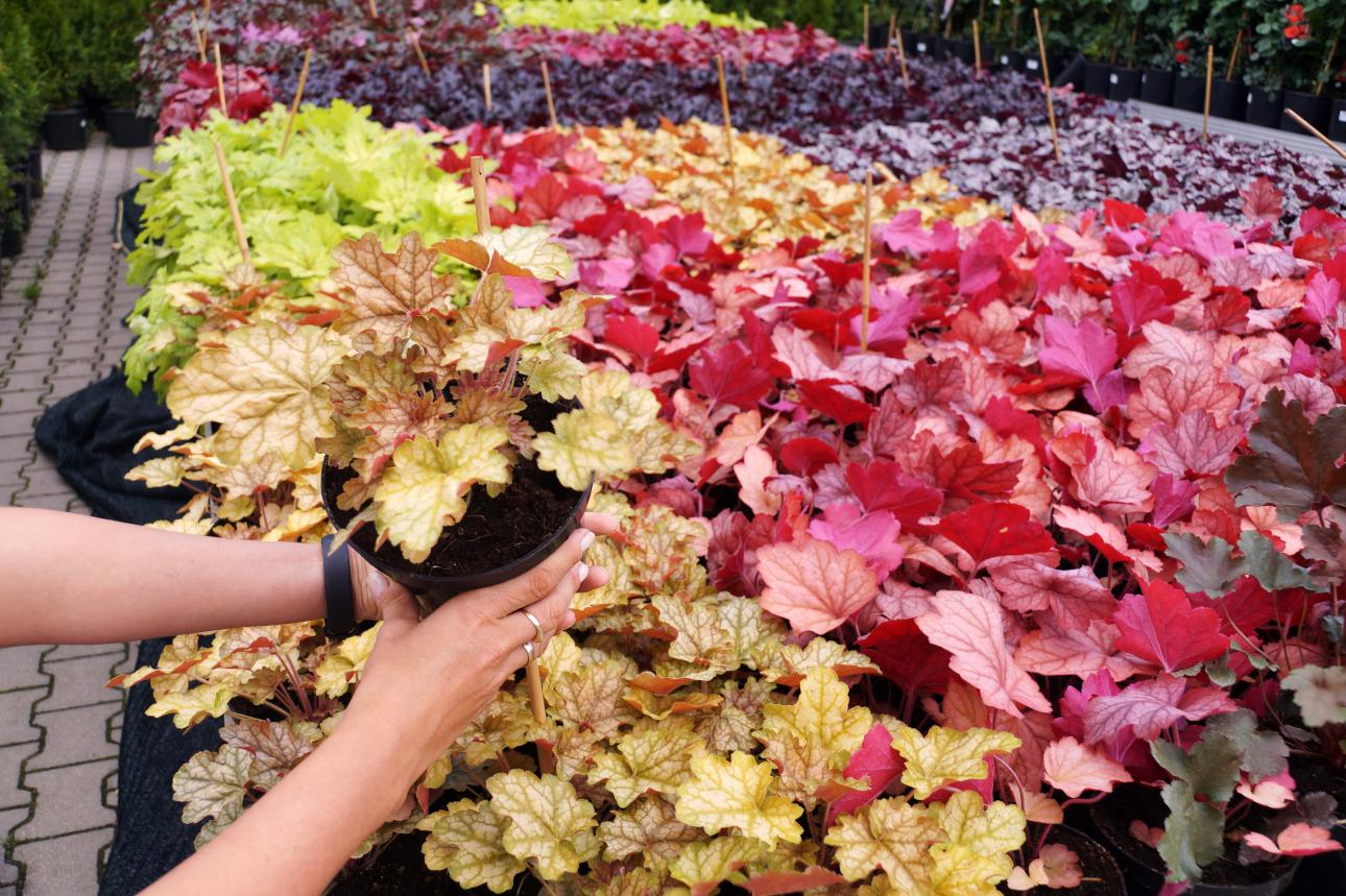 Εουχέρα/Φωτογραφία: Shutterstock