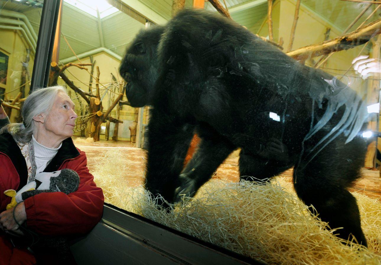 Η Jane Goodall παρατηρεί έναν από τους γορίλες του ζωολογικού κήπου της Βουδαπέστης στην Ουγγαρία, το 2008/ Φωτογραφία: AP