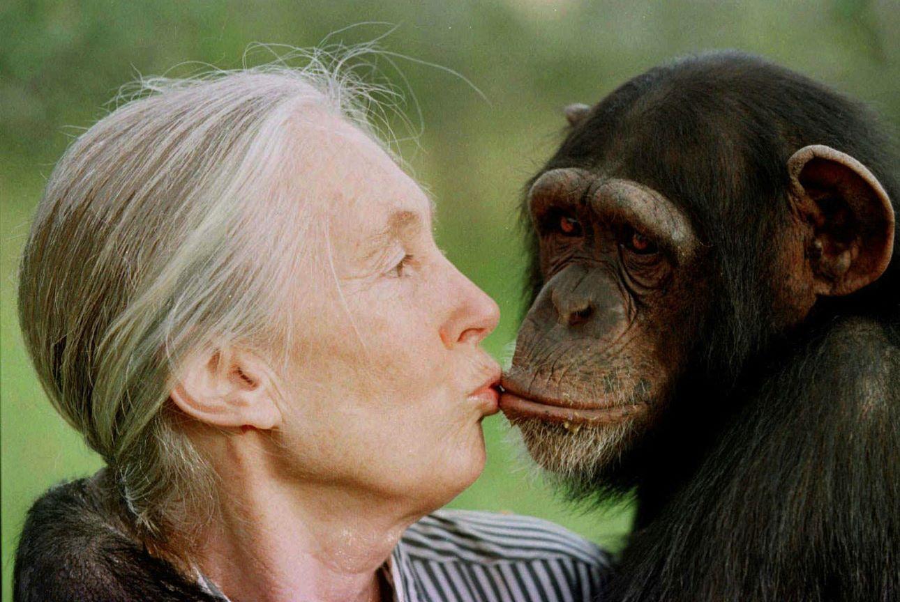 Η Jane Goodall φιλάει την Tess, έναν θηλυκό χιμπατζή, στην Κένυα, 1997/ Φωτογραφία: AP
