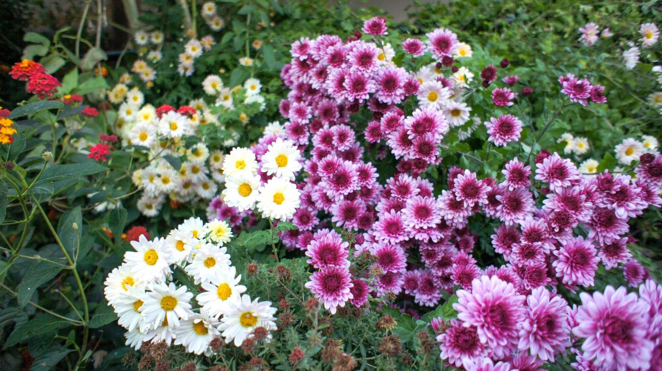 Ινδικό χρυσάνθεμο/Φωτογραφία: Shutterstock