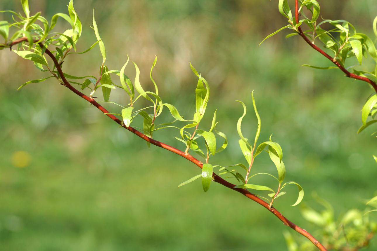 Κλαδί ιτιάς/ Φωτογραφία: Shutterstock