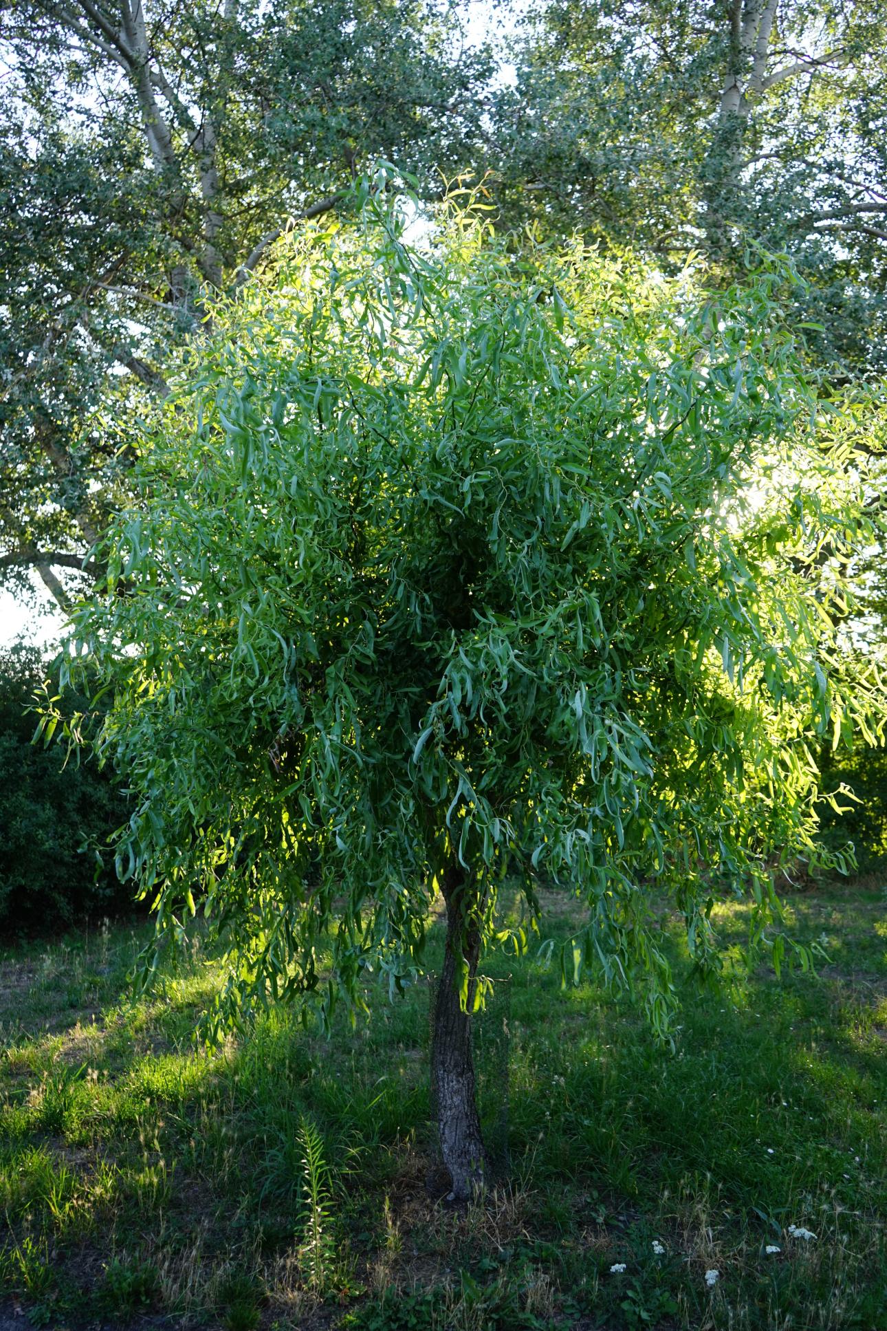 Ιτιά/ Φωτογραφία: Shutterstock