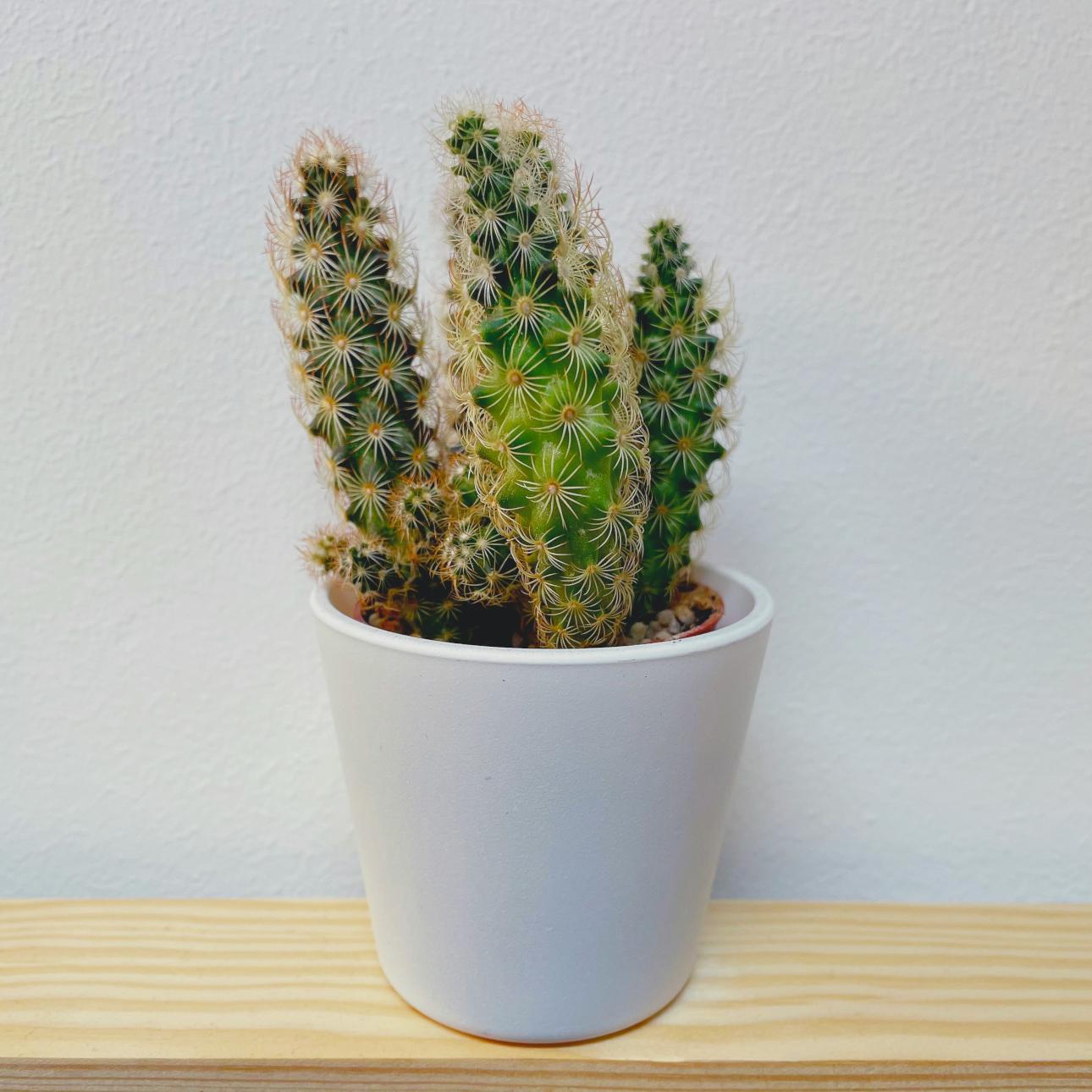 Κάκτος/ Φωτογραφία: Unsplash