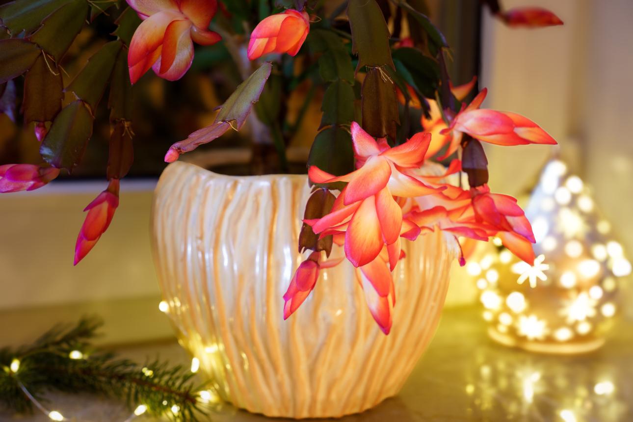 Φωτογραφία: Shutterstock 