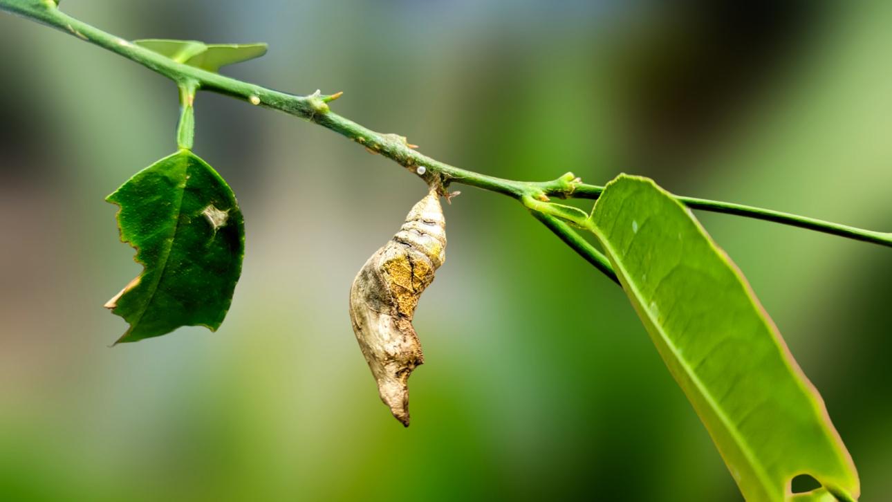 Πεταλούδα μέσα σε κουκούλι/Φωτογραφία: Shutterstock