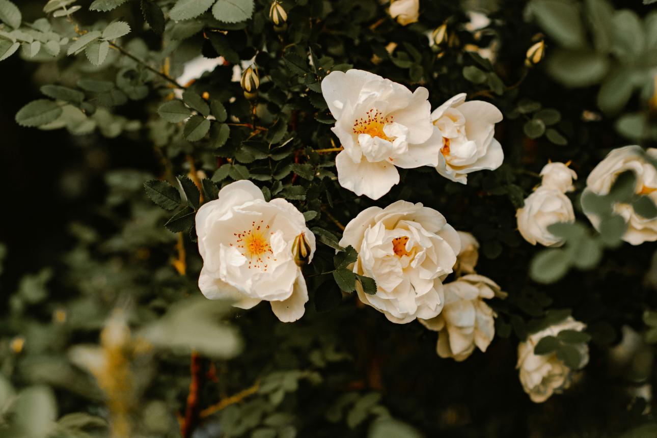 Λευκά τριαντάφυλλα/ Φωτογραφία: Unsplash