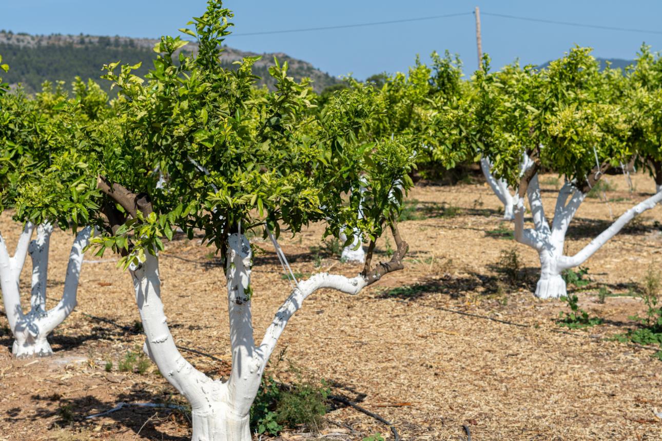 Πορτοκαλιές με λευκό κορμό, Φωτογραφία: Shutterstock