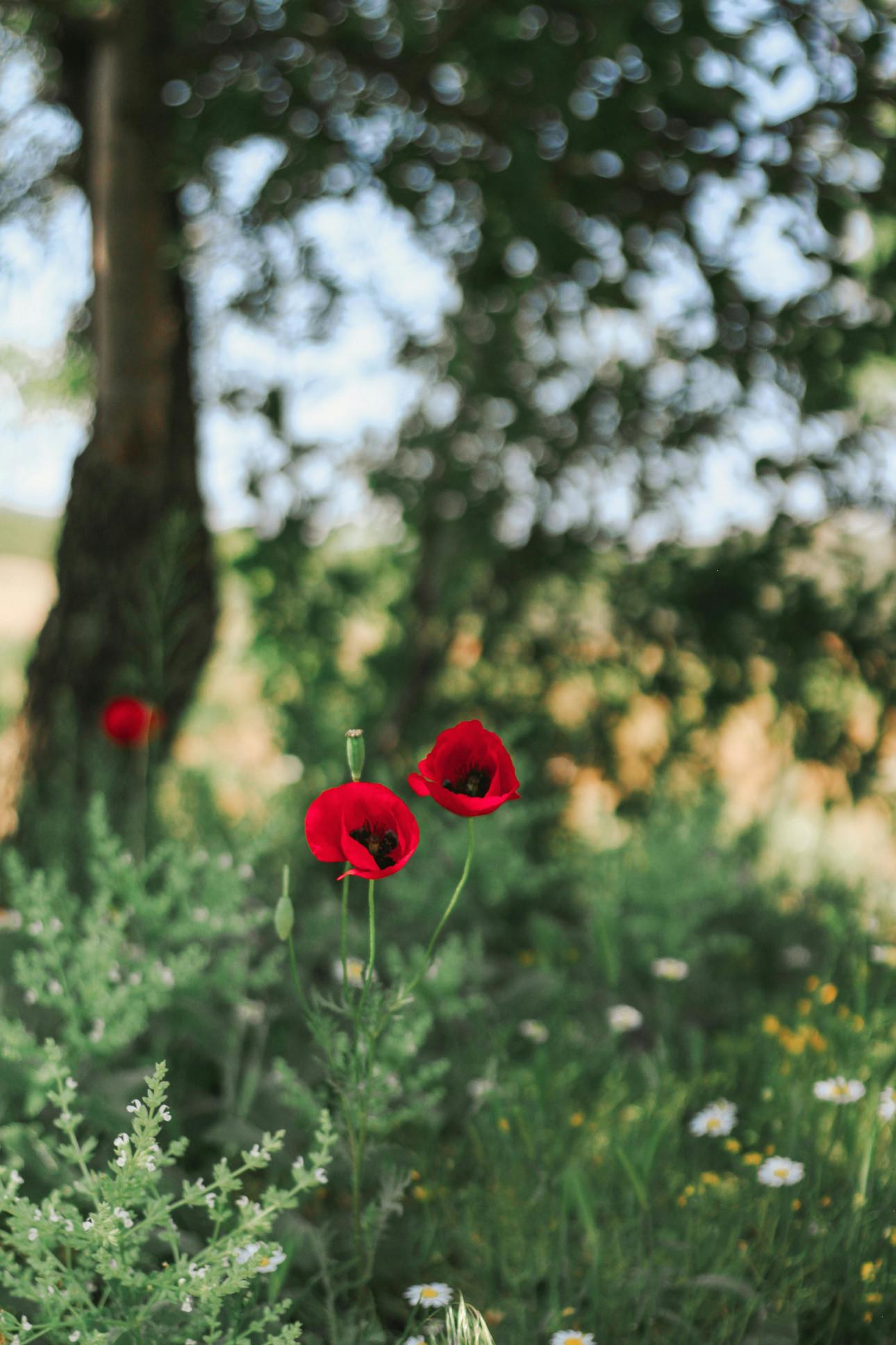 Φωτογραφία: Pexels 