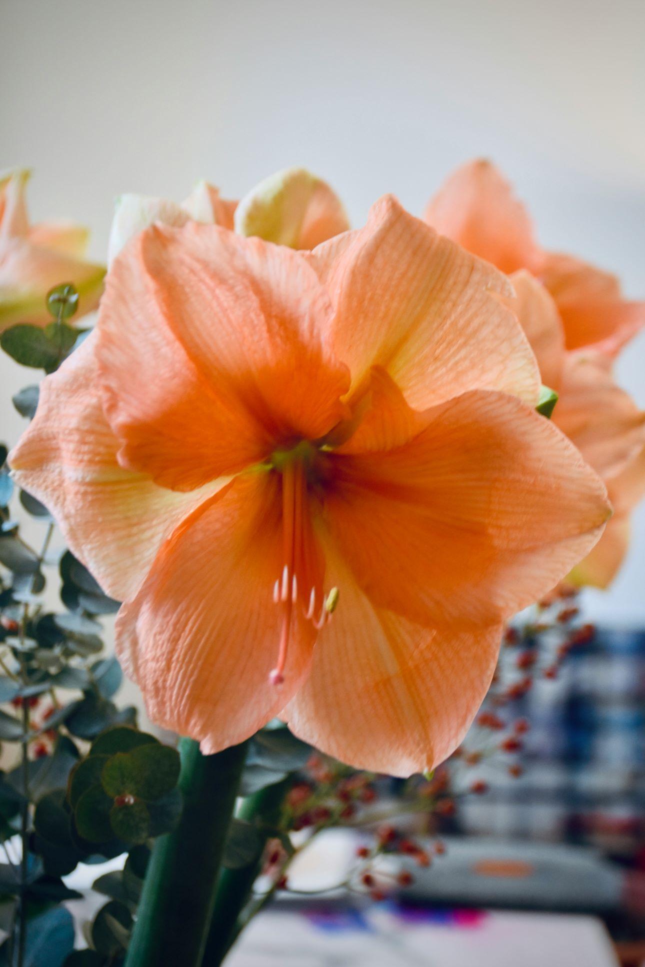 Η αμαρυλλίς χαρίζει ομορφιά στο σπίτι τις γιοτινές μέρες/ Φωτογραφία: Unsplash