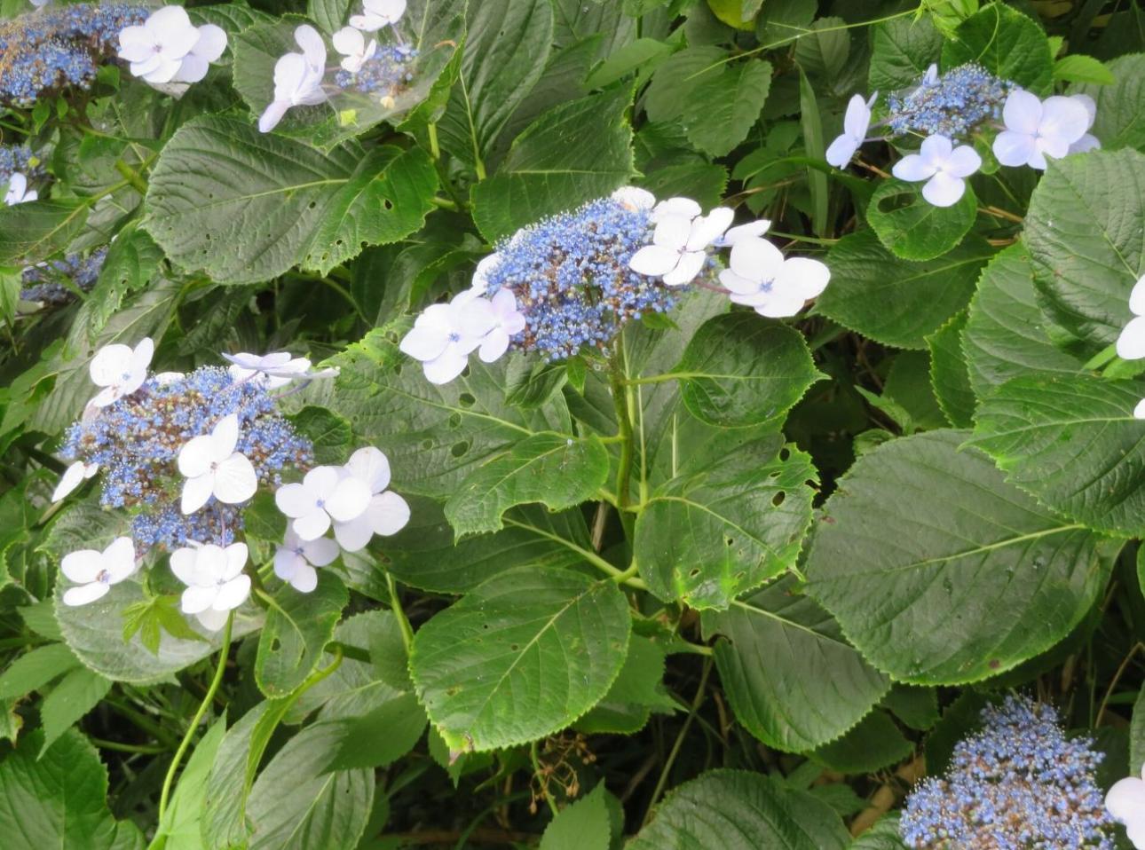  Hydrangea macrophylla / belvedere04, Wikimedia Commons