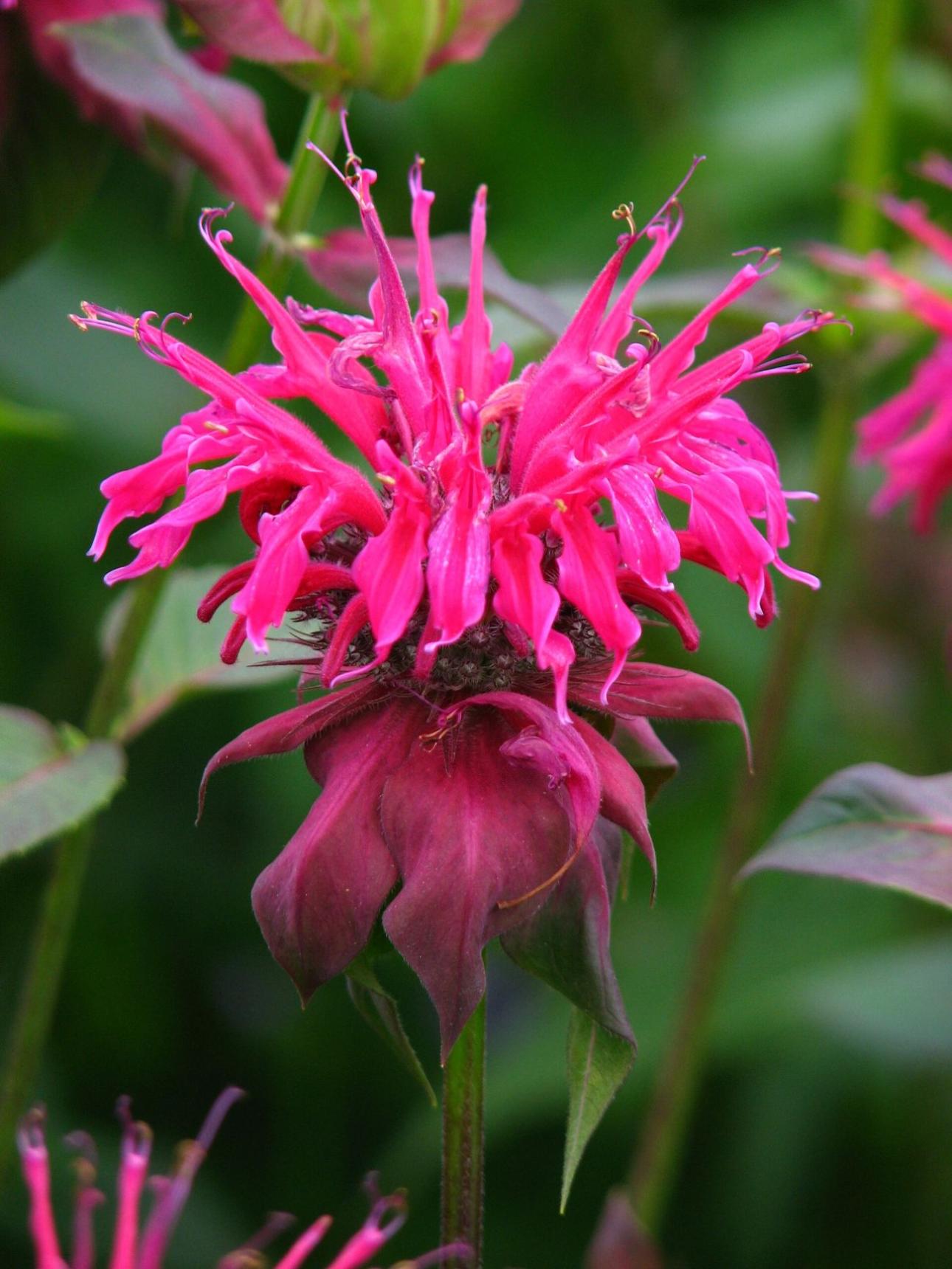 Monarda / Kor!An (Андрей Корзун), Wikimedia Commons