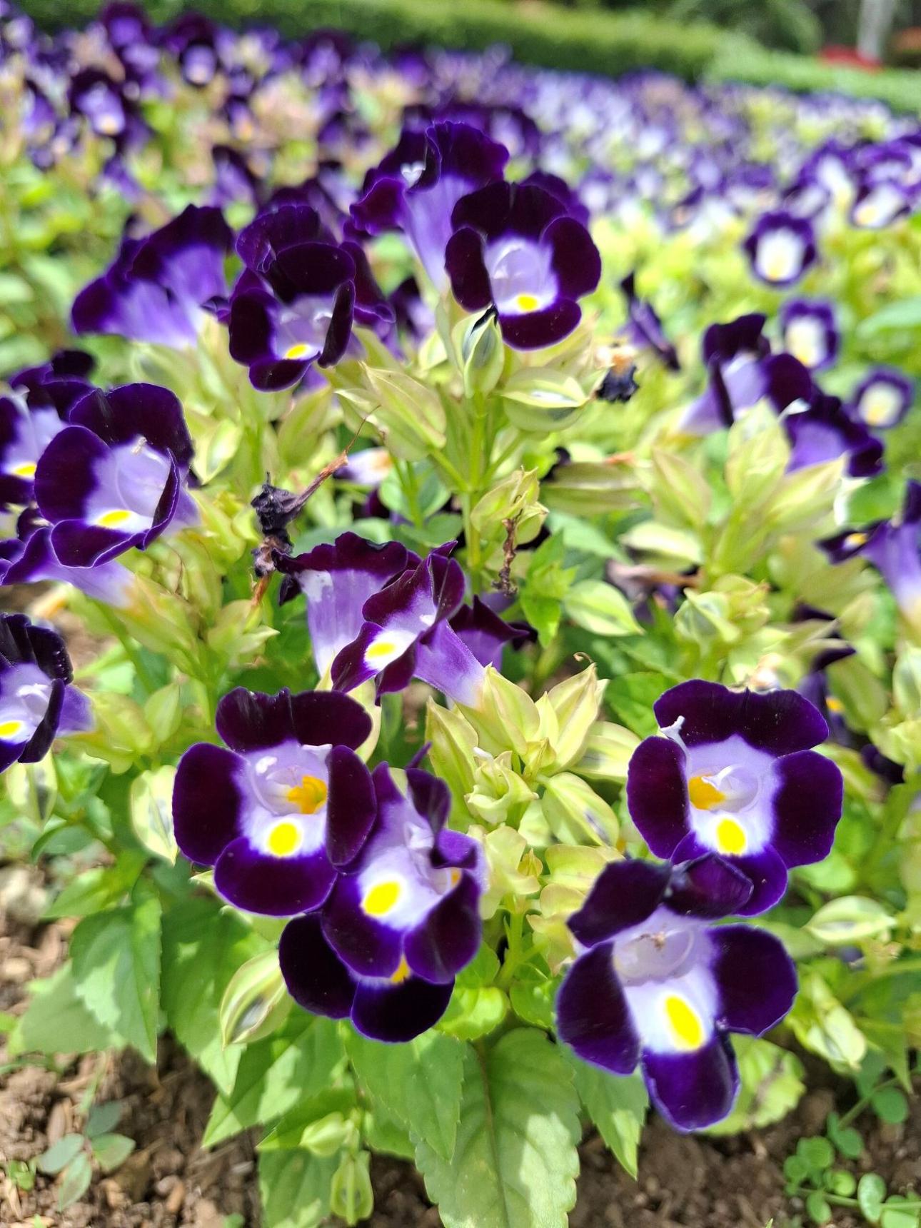  Torenia fournieri / Raflinoer32, Wikimedia Commons
