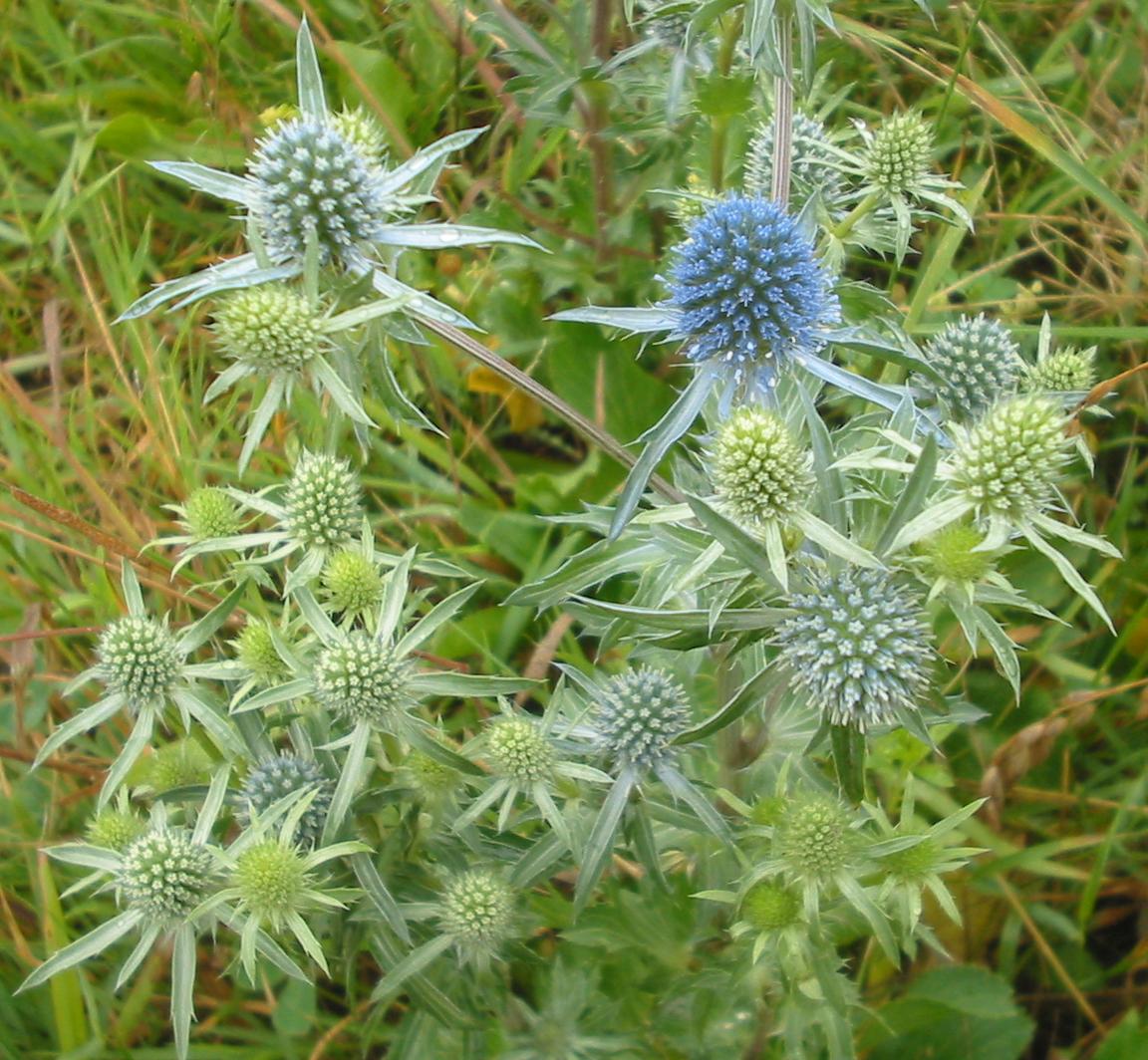  Eryngium planum  / Wikimedia Commons