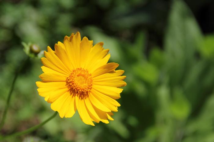  Coreopsis  / Fan Wen, Wikimedia Commons