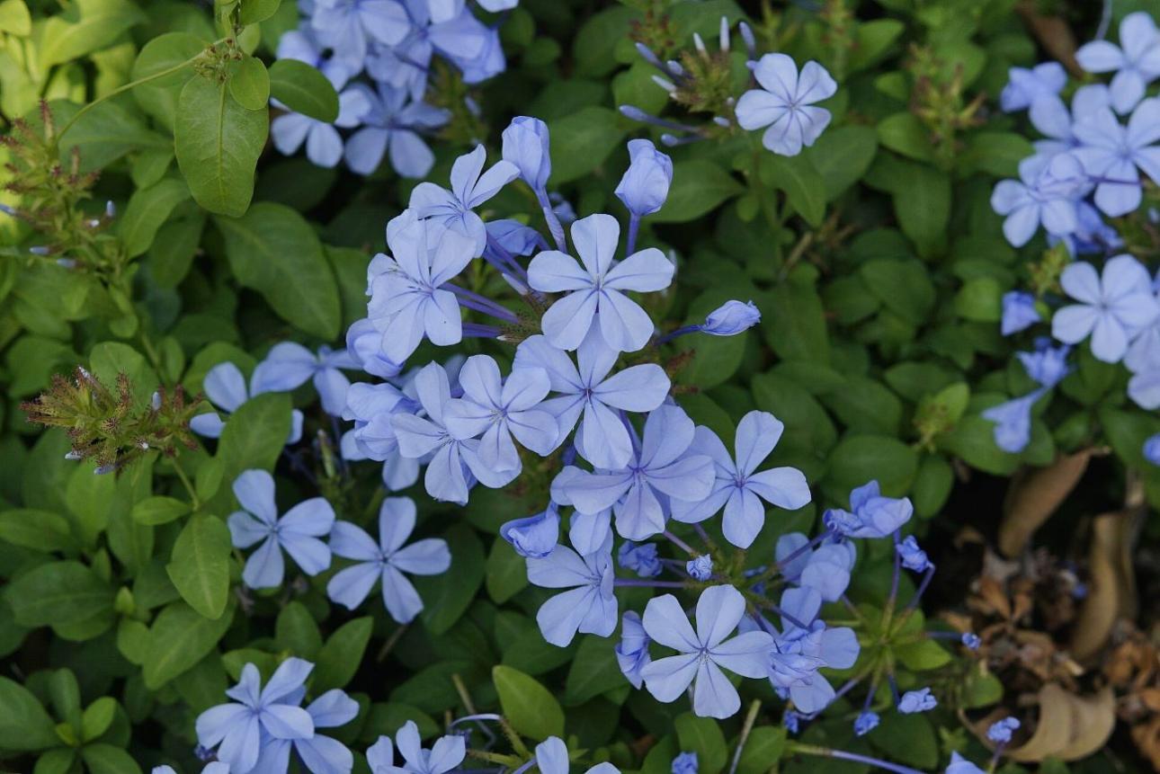  Plumbago auriculata / Vengolis, Wikimedia Commons