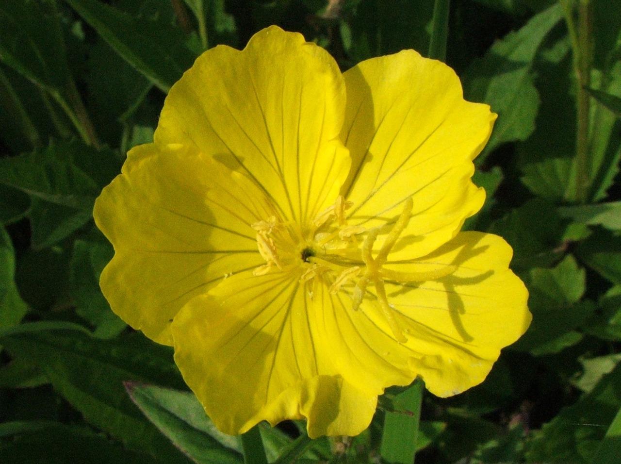  Oenethera / Jerzy Opioła, Wikimedia Commons