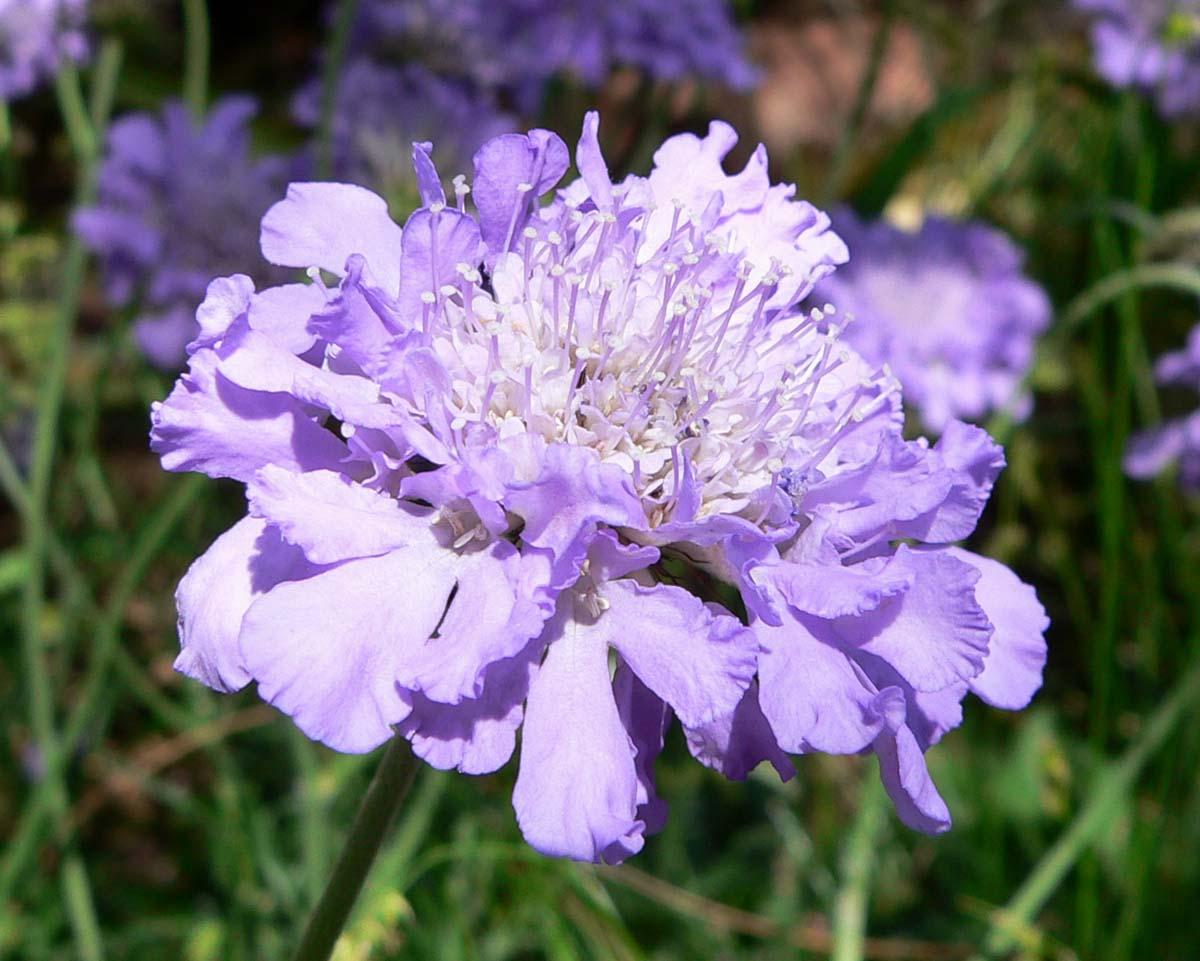  Scabiosa columbaria / Stan Shebs, Wikimedia Commons