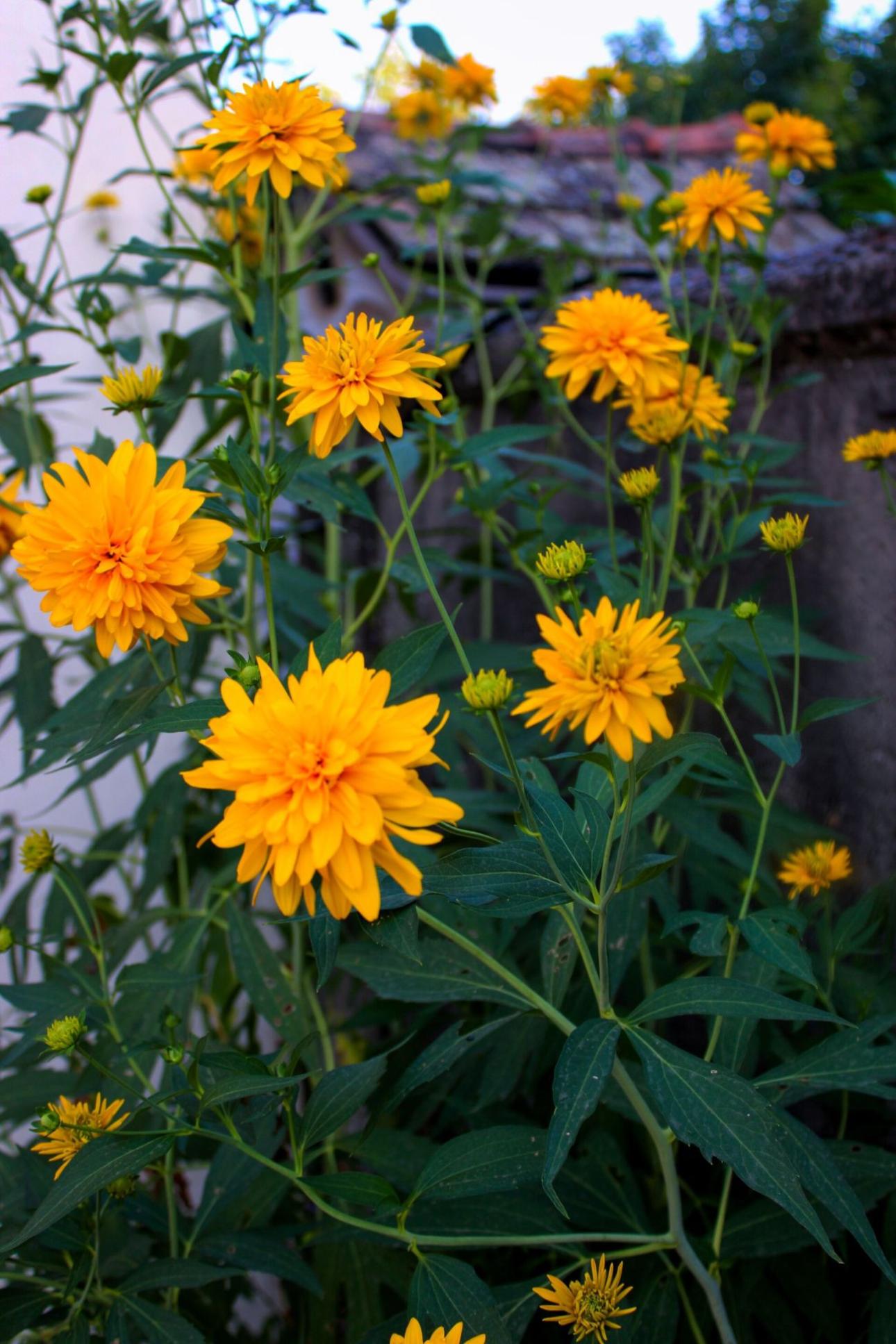 Rudbeckia / Zennora Brna, Wikimedia Commons