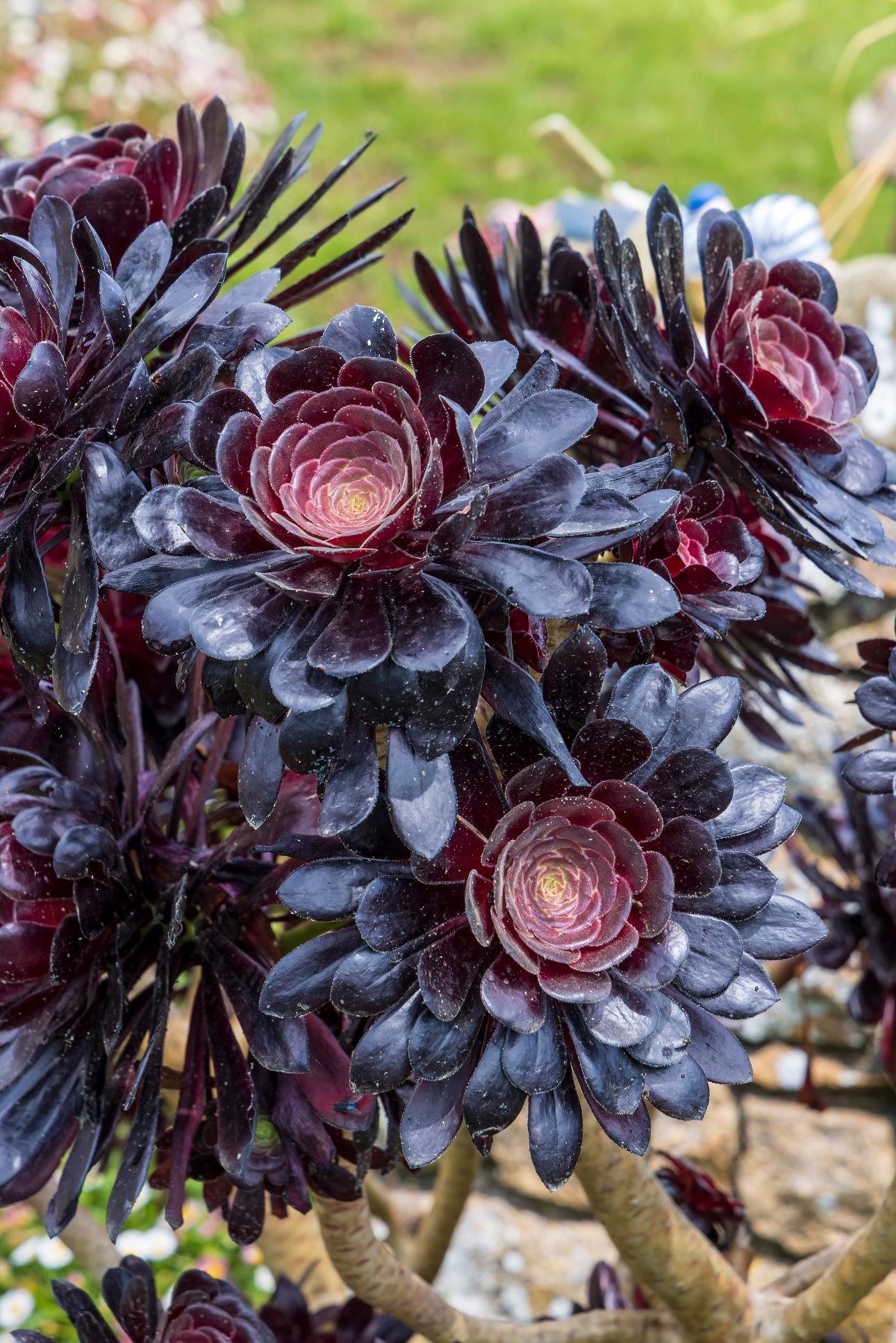 Black Tree Aeonium/Φωτογραφία Shutterstock 