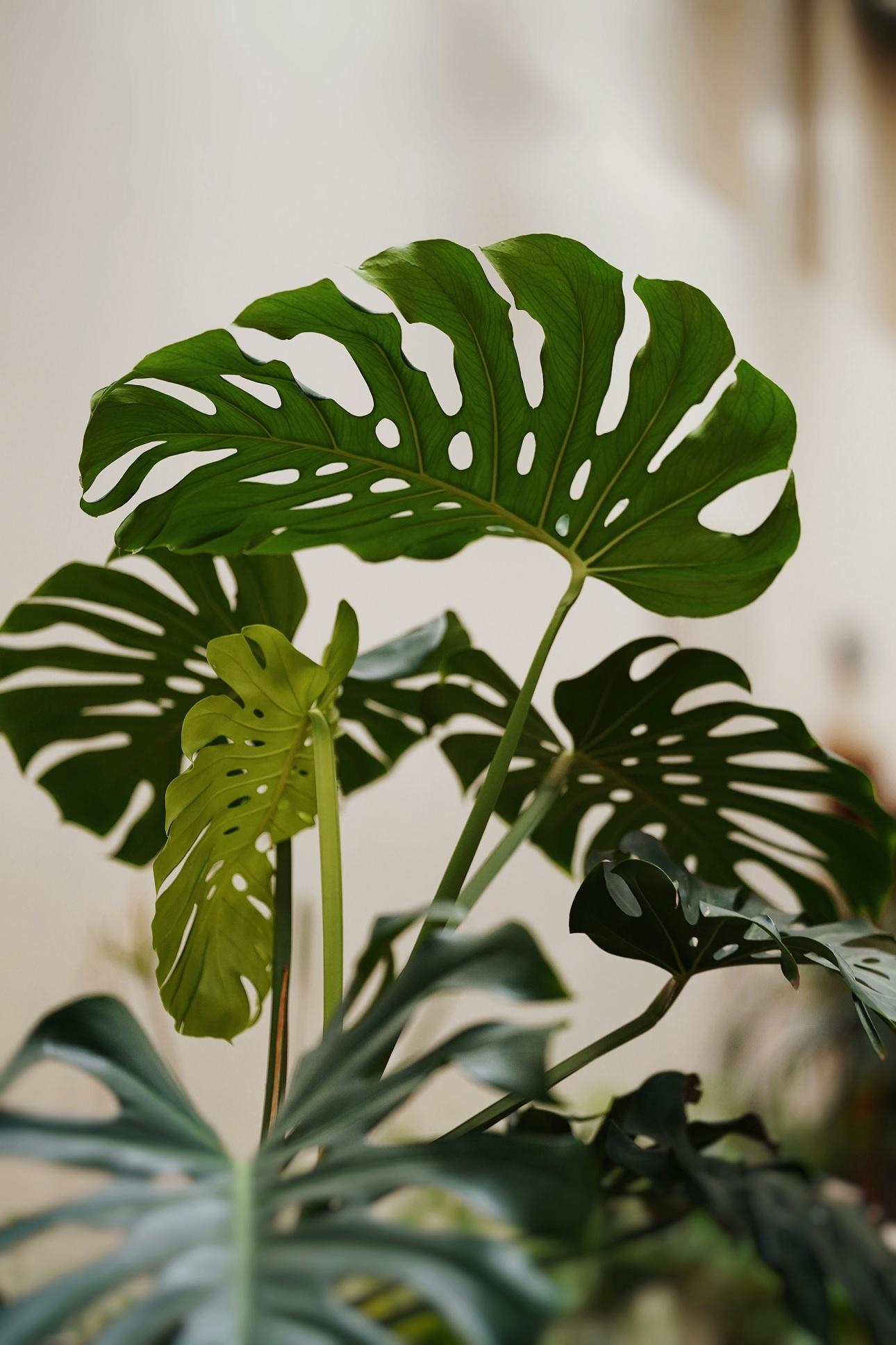 Monstera/Φωτογραφία Unsplash