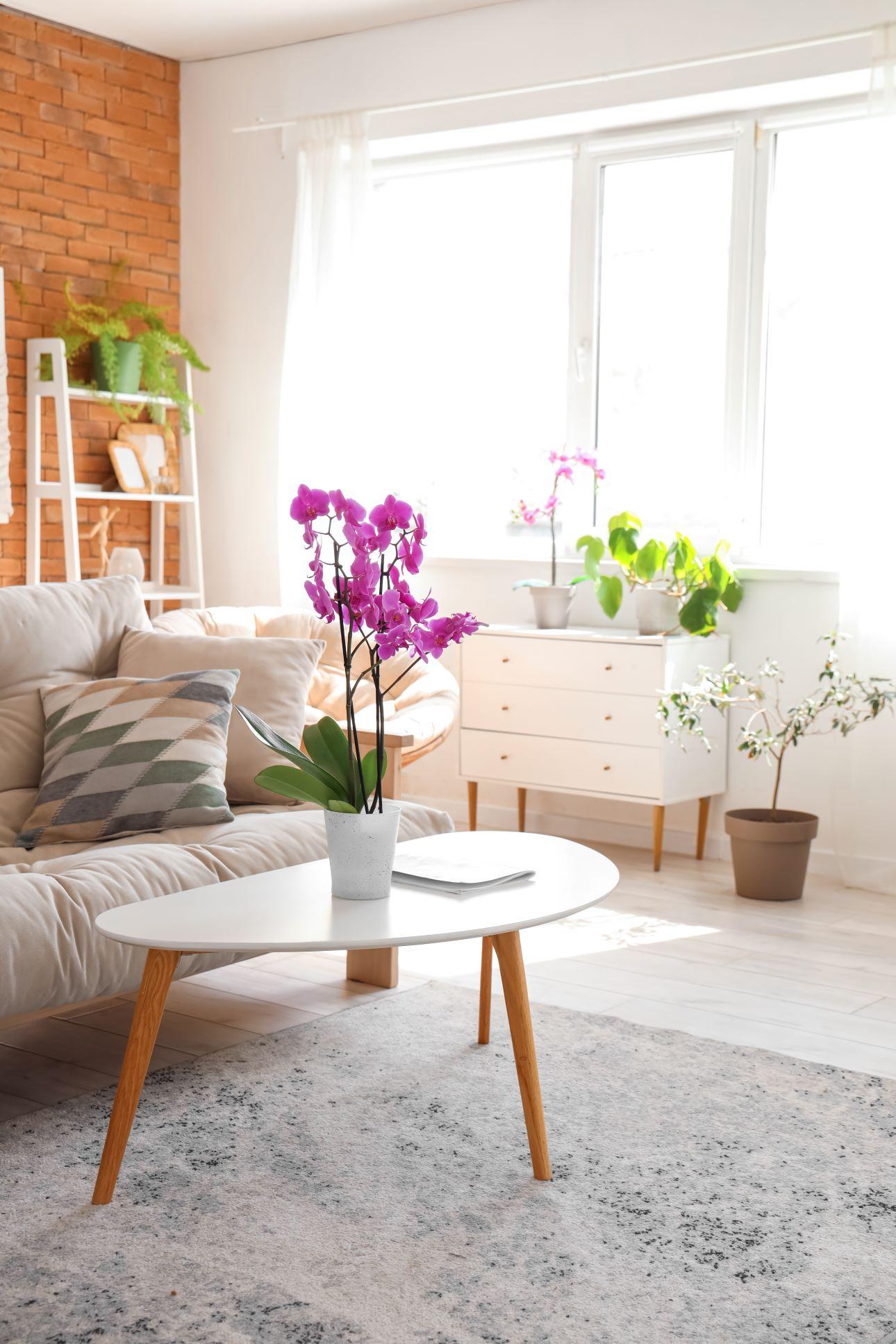 Το σαλόνι είναι το πιο κατάλληλο δωμάτιο για την ορχιδέα/ Φωτογραφία: Shutterstock