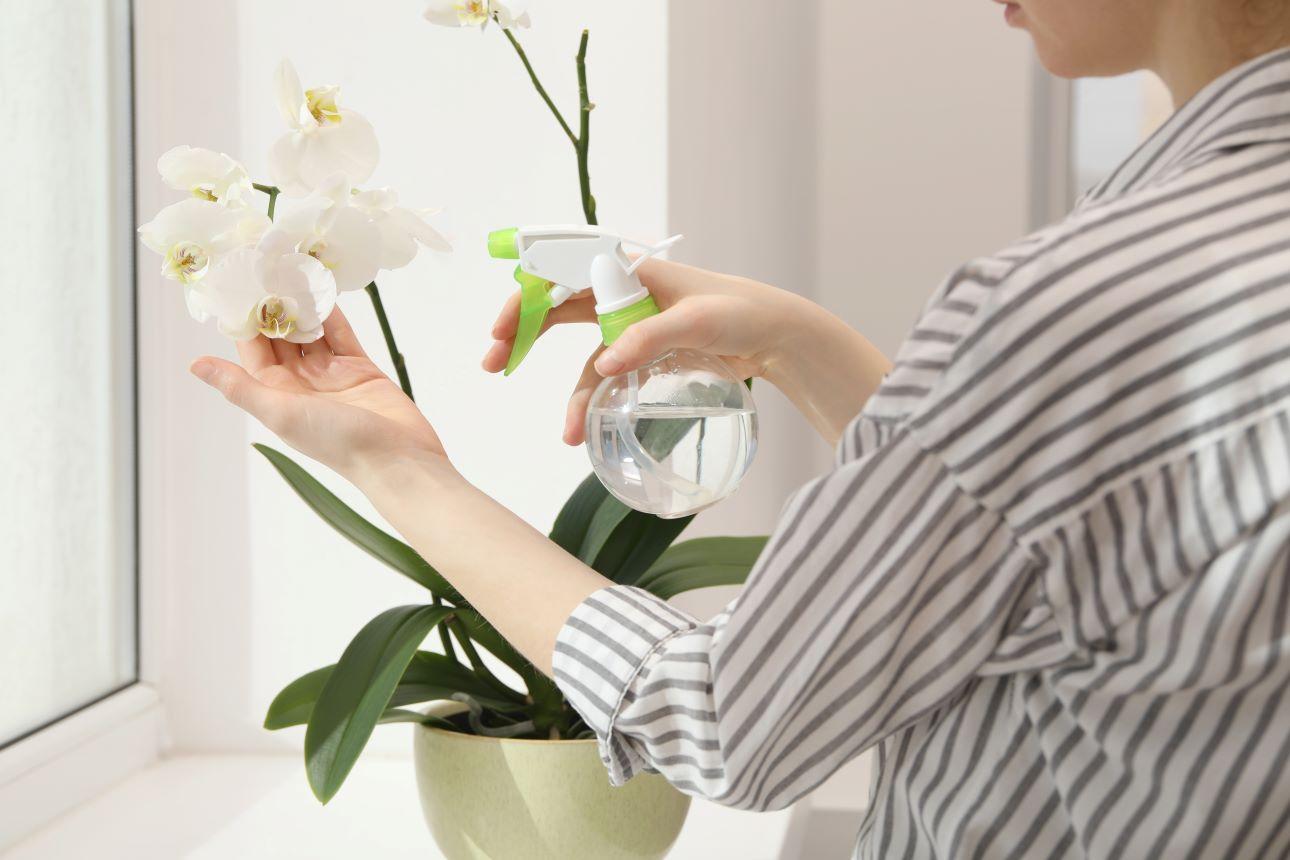 Ψέκασμα ορχιδέας/ Φωτογραφία: Shutterstock