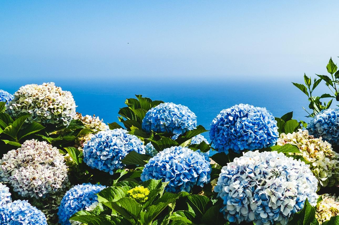 Ορτανσία/Φωτογραφία Unsplash 