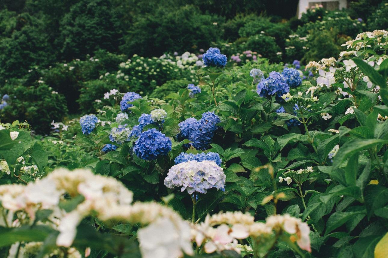 Ορτανσία/ Unsplash