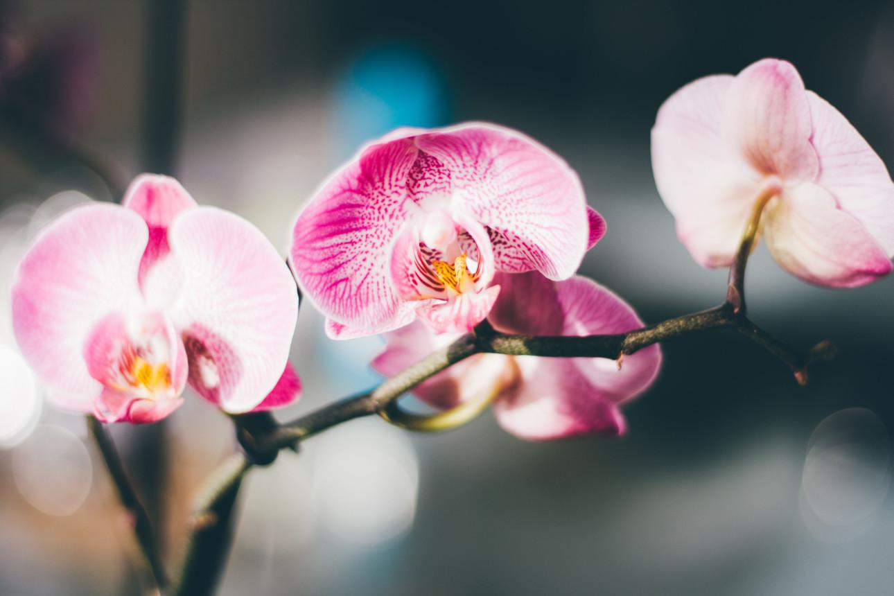 Φωτογραφία: Pexels