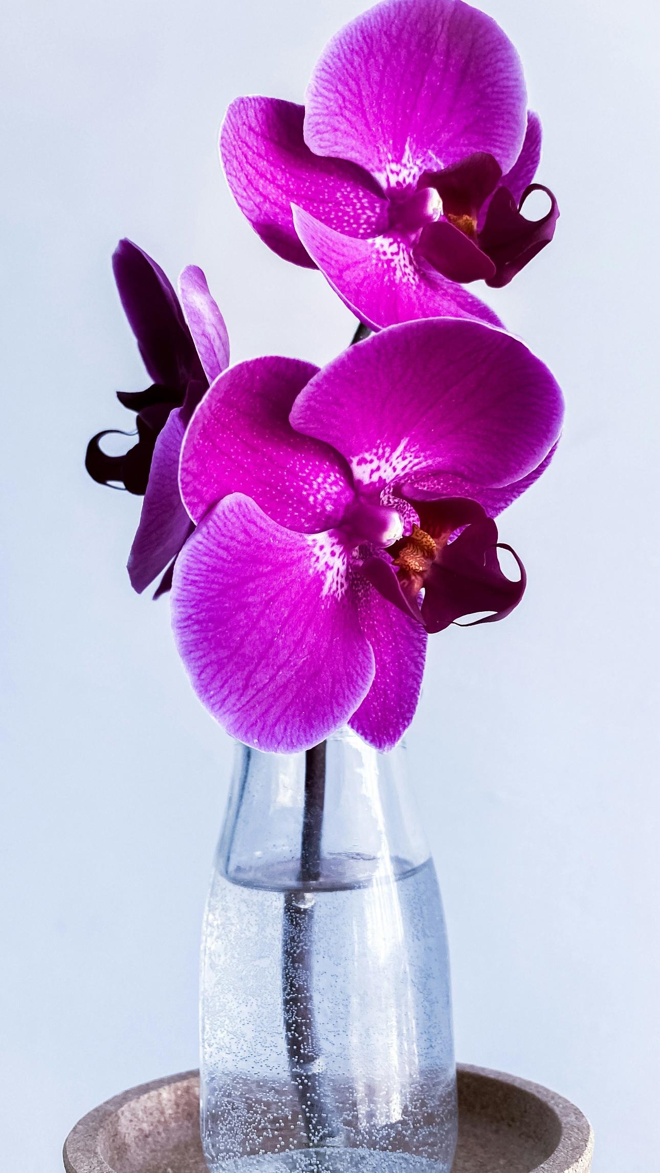 Ορχιδέα/Φωτογραφία Unsplash
