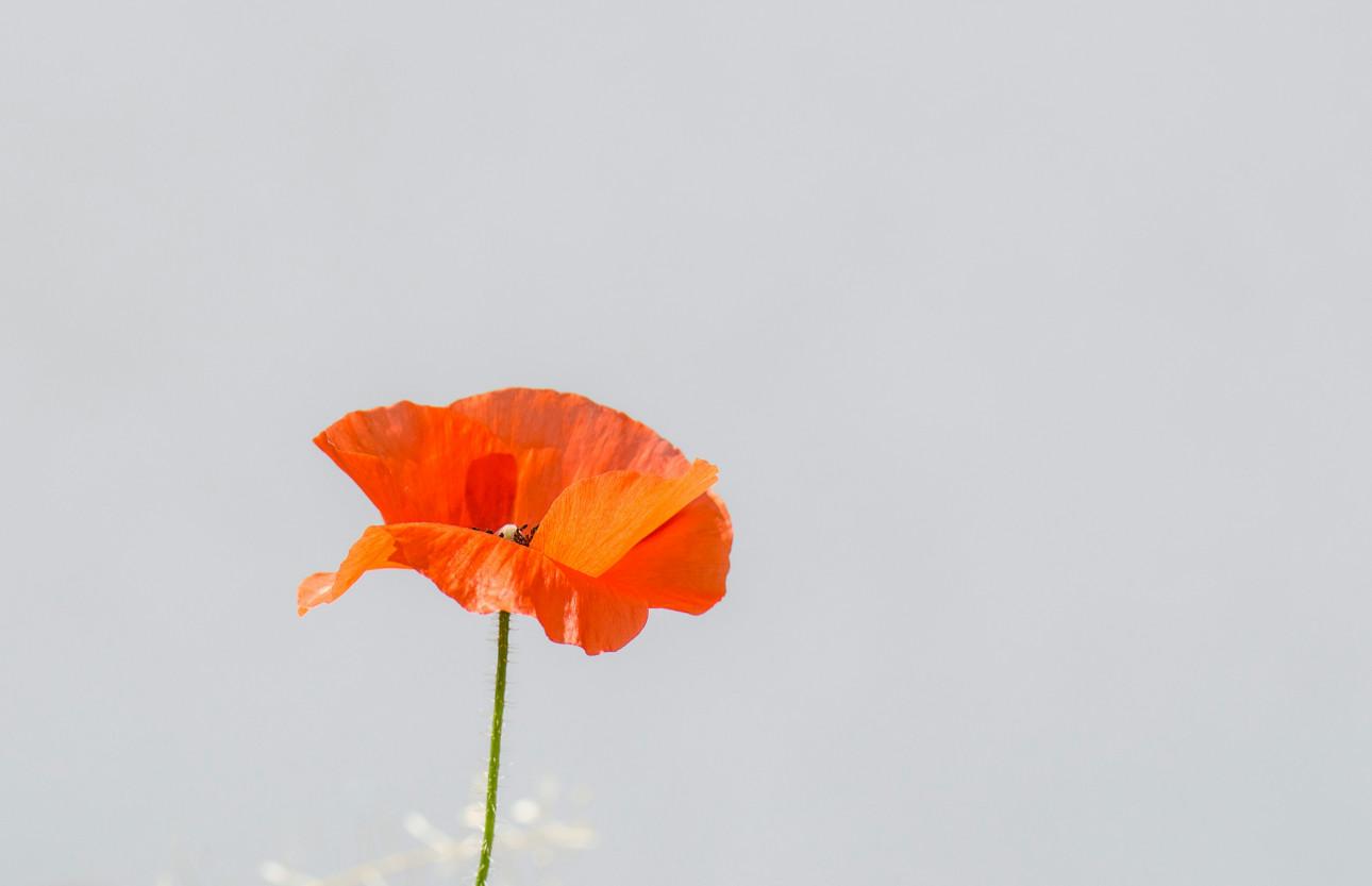Παπαρούνα/ Φωτογραφία: Unsplash