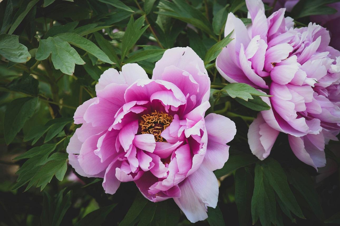Παιώνιες/ Unsplash