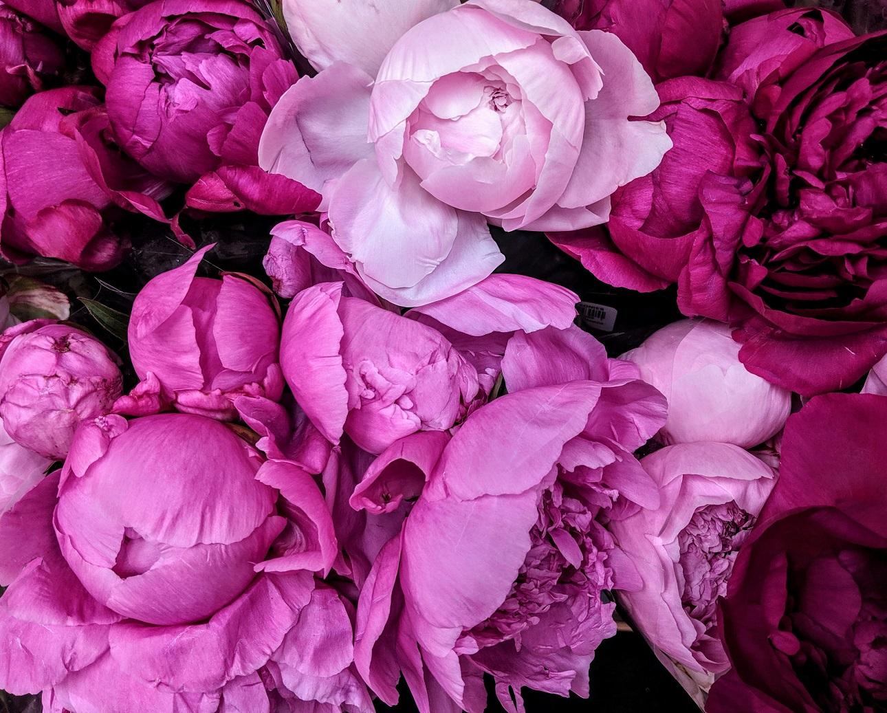 Παιώνιες/ Unsplash