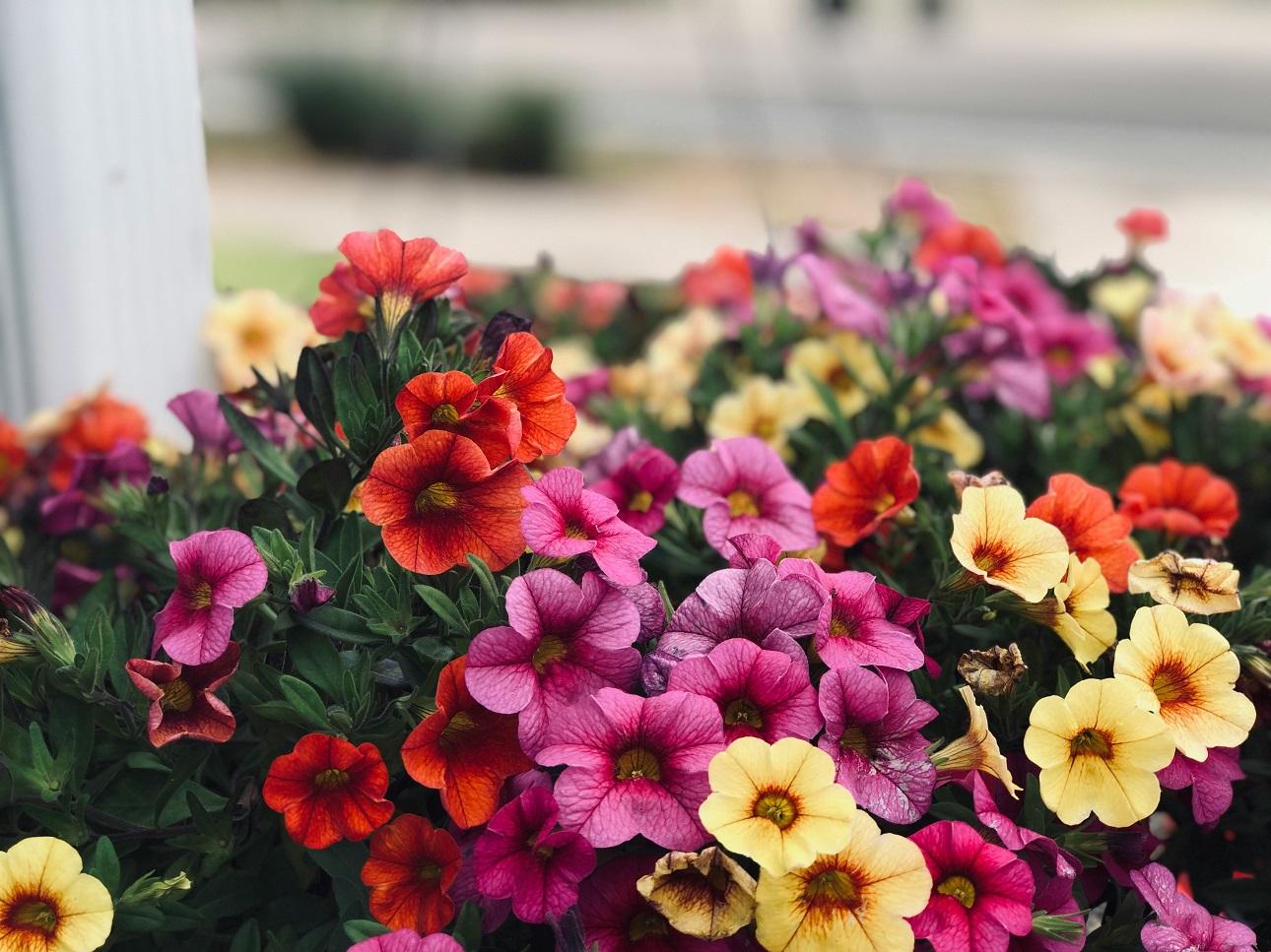 Πετούνια/ Φωτογραφία: Unsplash