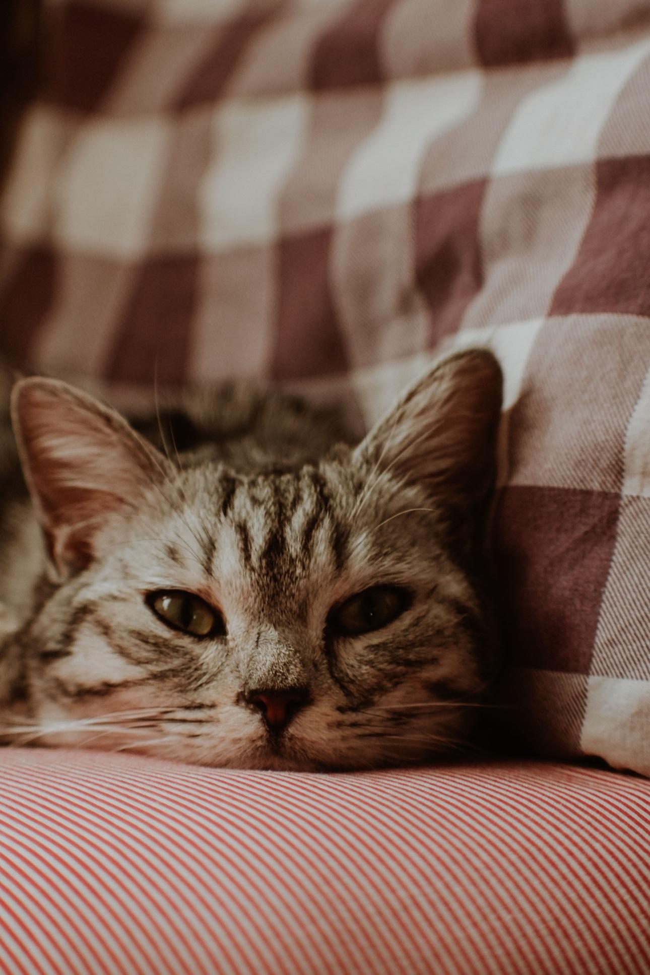  Φωτογραφία: Pexels 