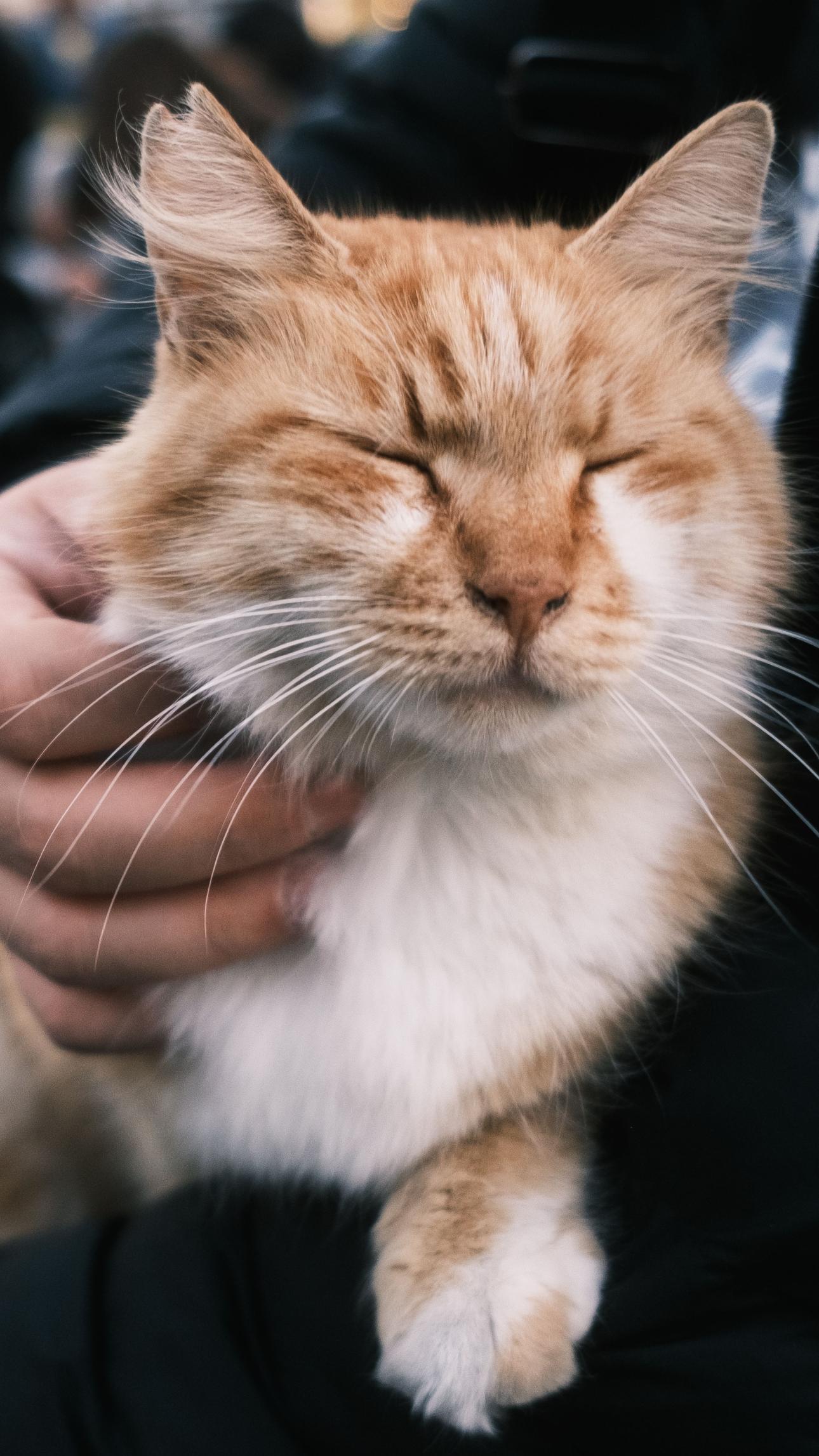 Φωτογραφία: Pexels