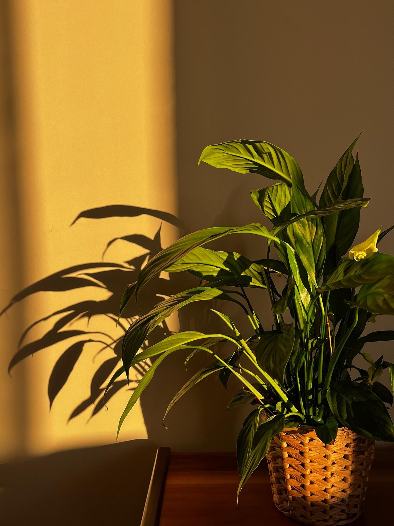 Φωτογραφία : pexels 