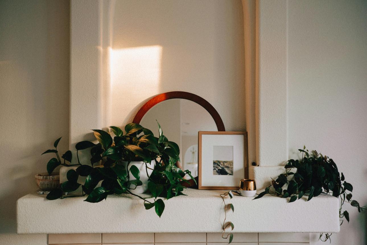Φυτά εσωτερικού χώρου/ Φωτογραφία: Unsplash