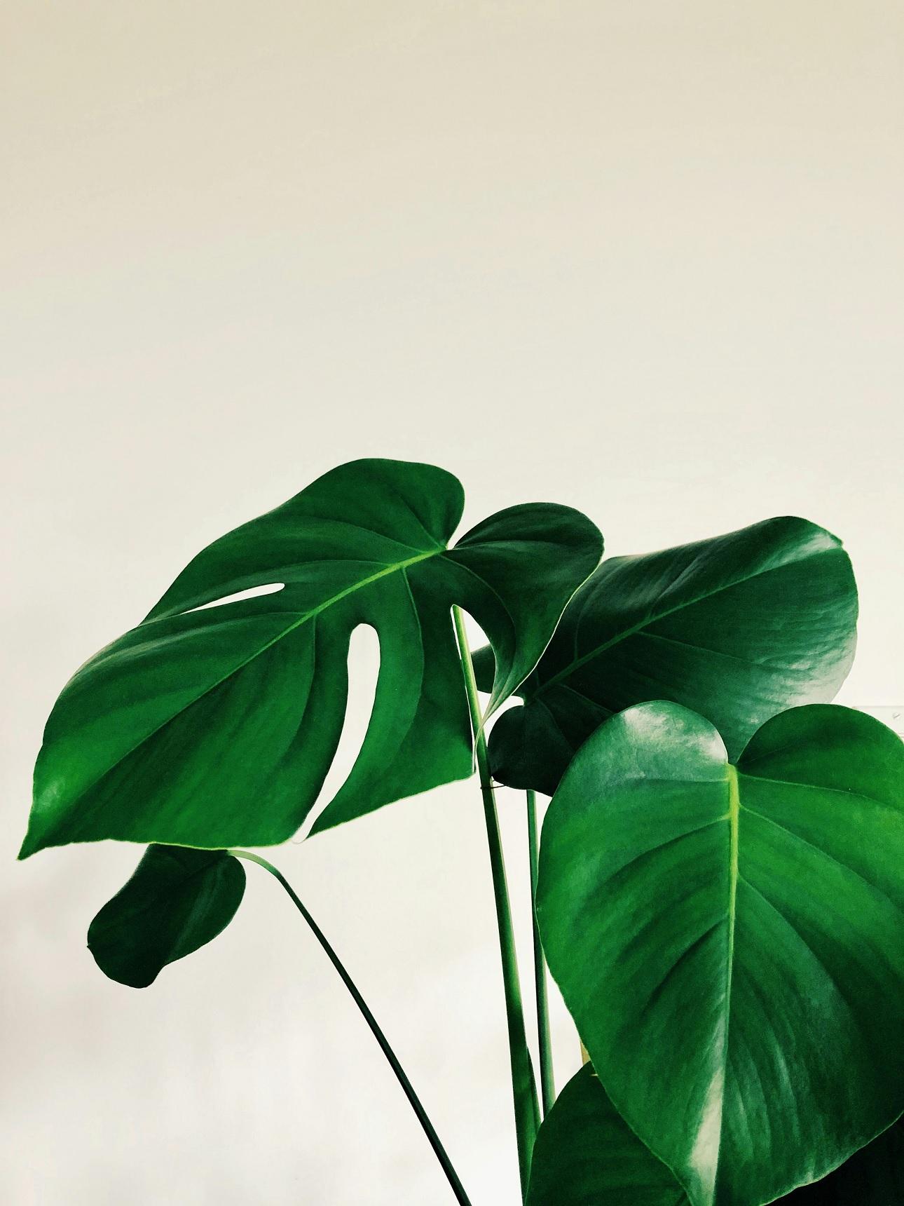 Φωτογραφία Unsplash
