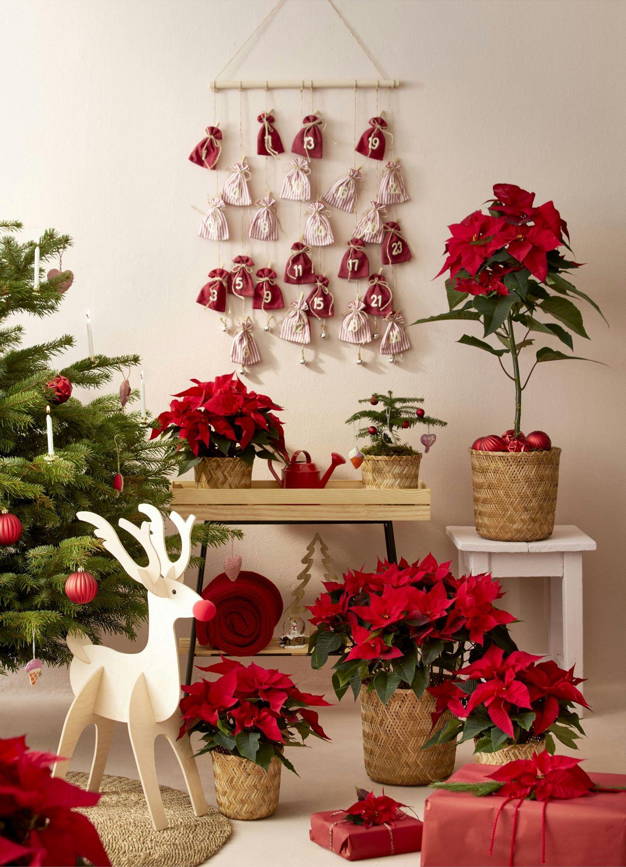 Πλούσια χριστουγεννιάτικη διακόσμηση με αλεξανδρινά/ Φωτογραφία: Unsplash