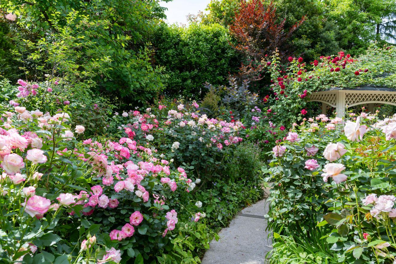 Κήπος με τριανταφυλλιές/ Φωτογραφία: Shutterstock