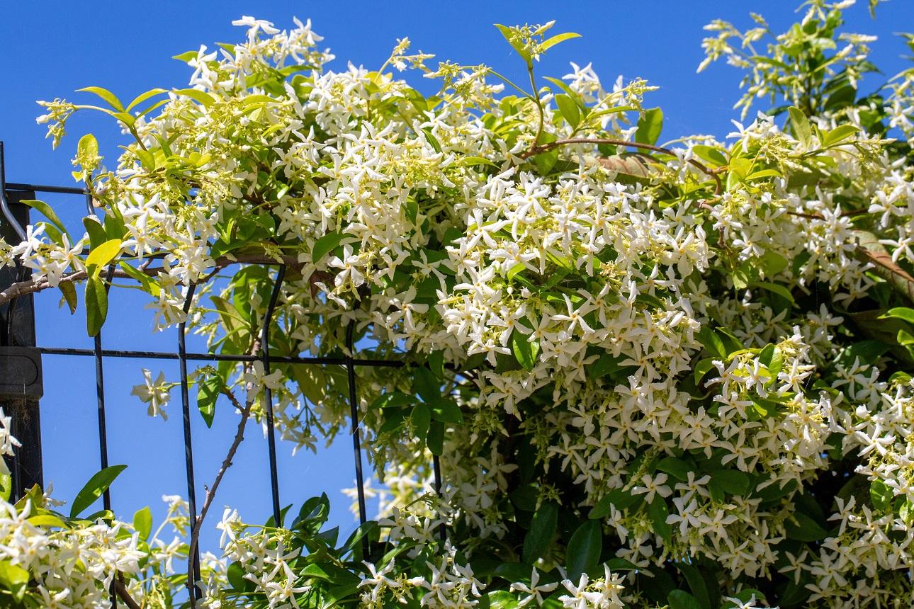  Το αστεροειδές Γιασεμί Φωτογραφία : Shutterstock     