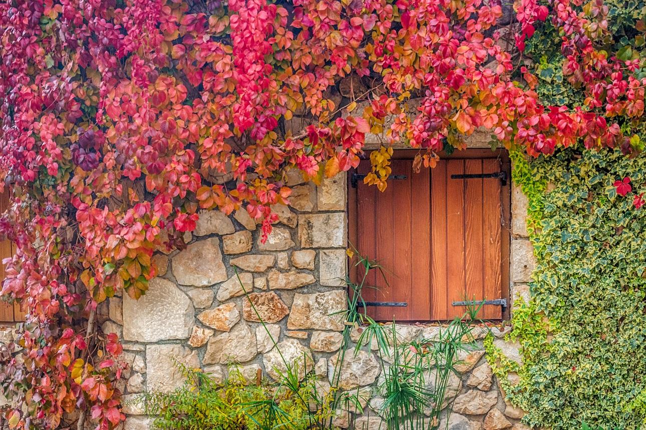  Ο παρθενοκισσός Φωτογραφία : Shutterstock    