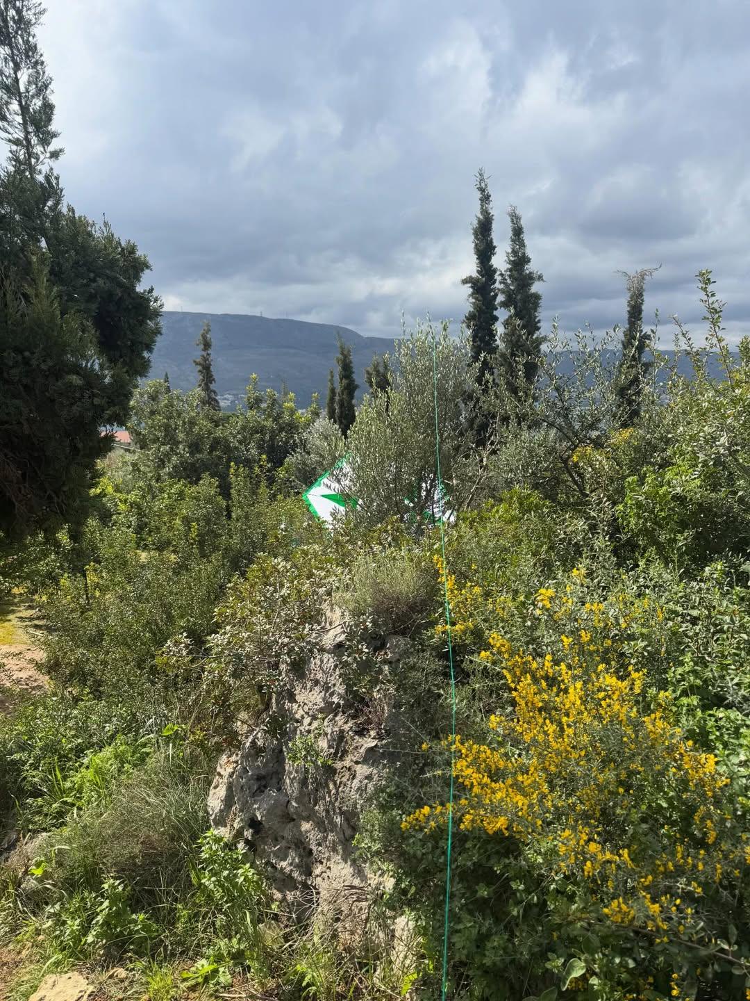 Ο χαρταετός κατέληξε σε θάμνο/ @kostasbakoyannis