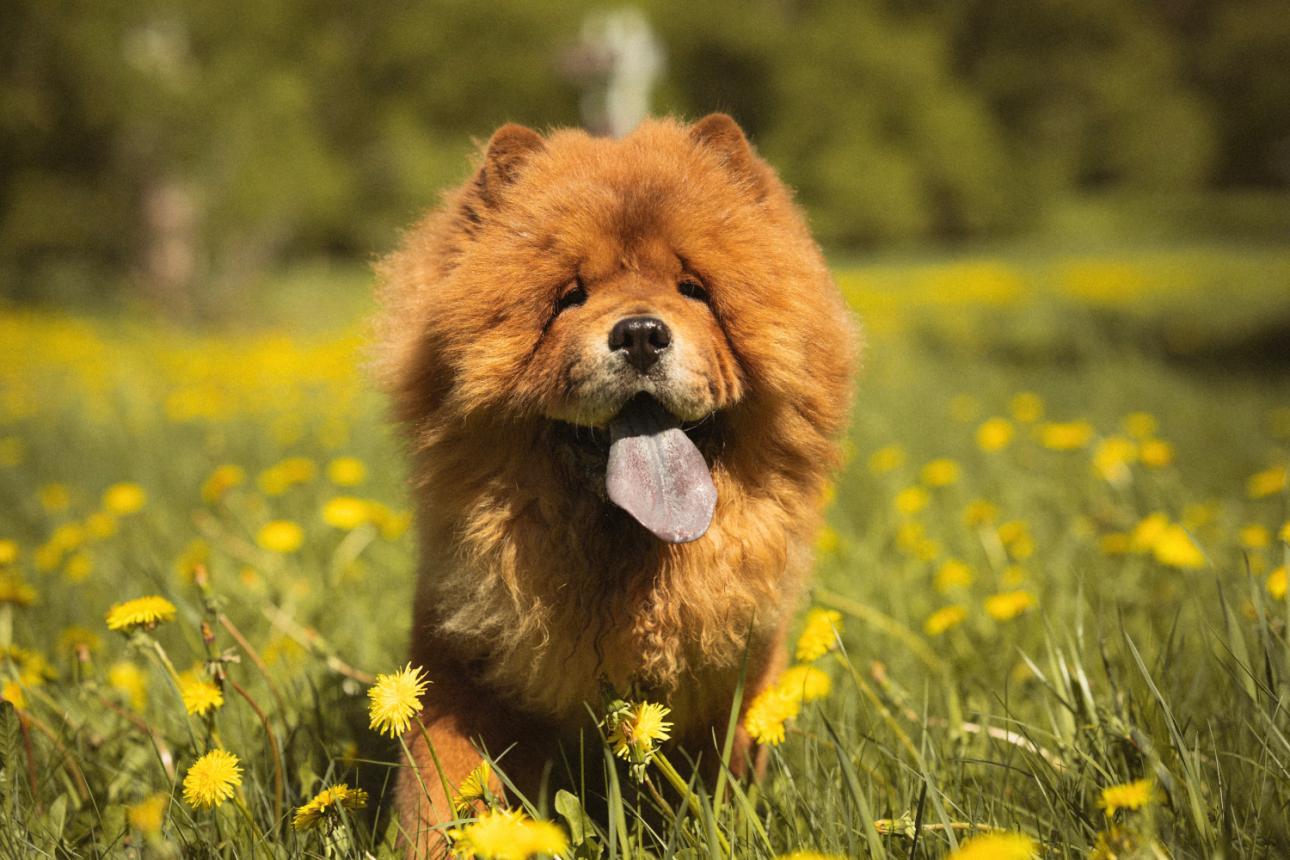 Σκύλος ράτσας Chow Chow/Φωτογραφία: Shutterstock