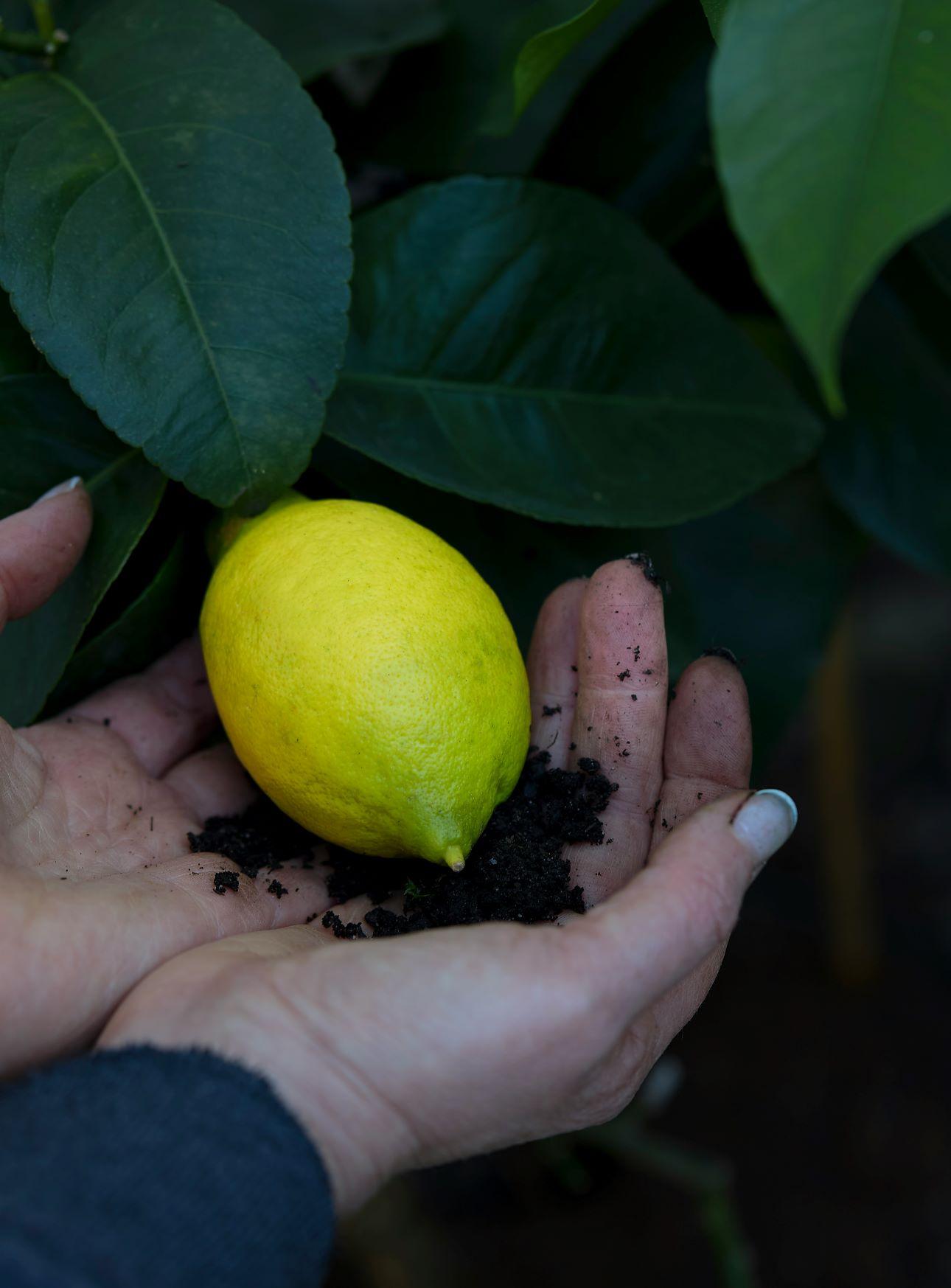 Το λεμόνι κρατάει τα μυγάκια μακριά από τα φυτά σας/ Φωτογραφία: Unsplash