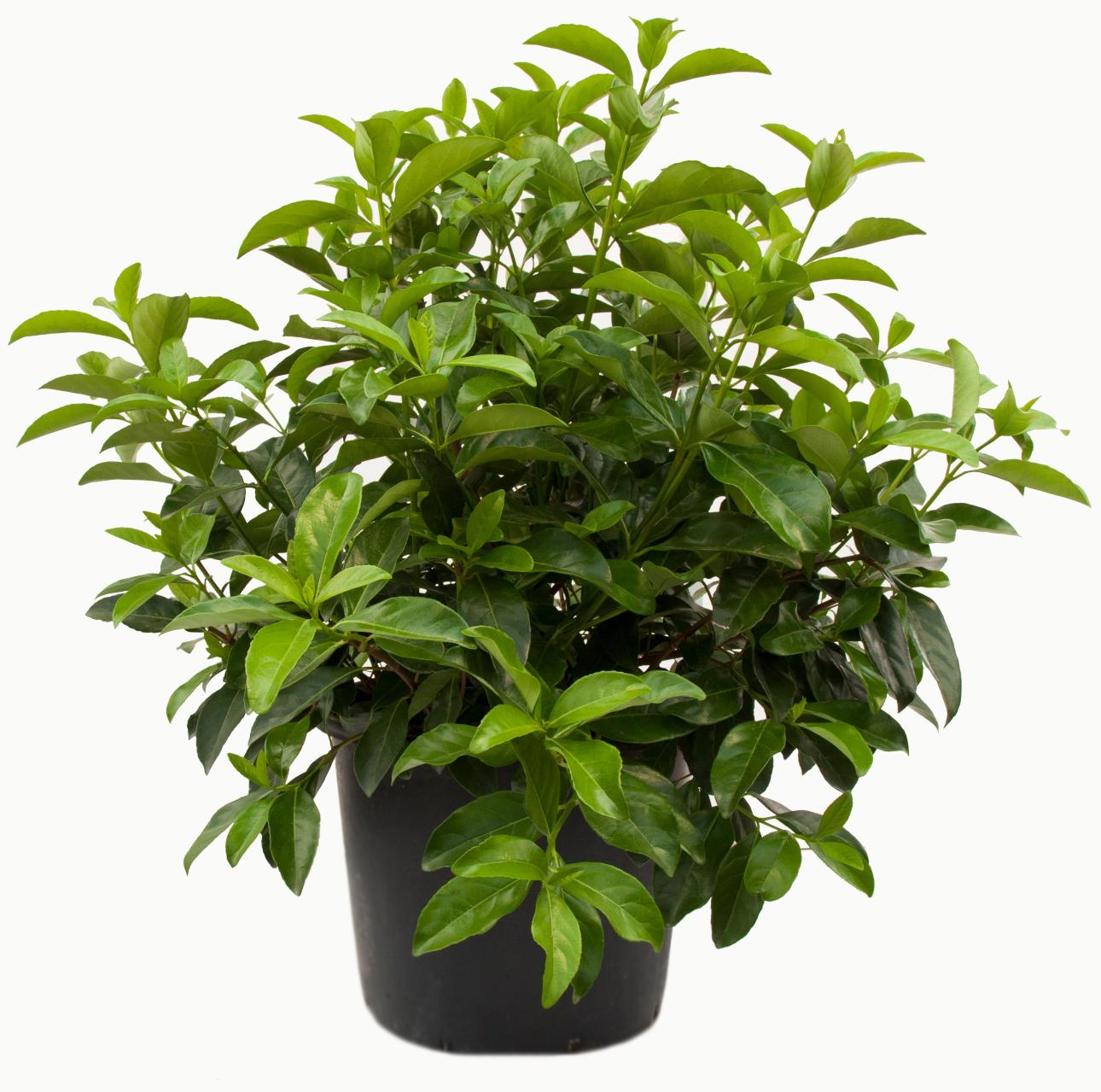  Ο θάμνος viburnum lucidum/ Φωτογραφία: Shutterstock 