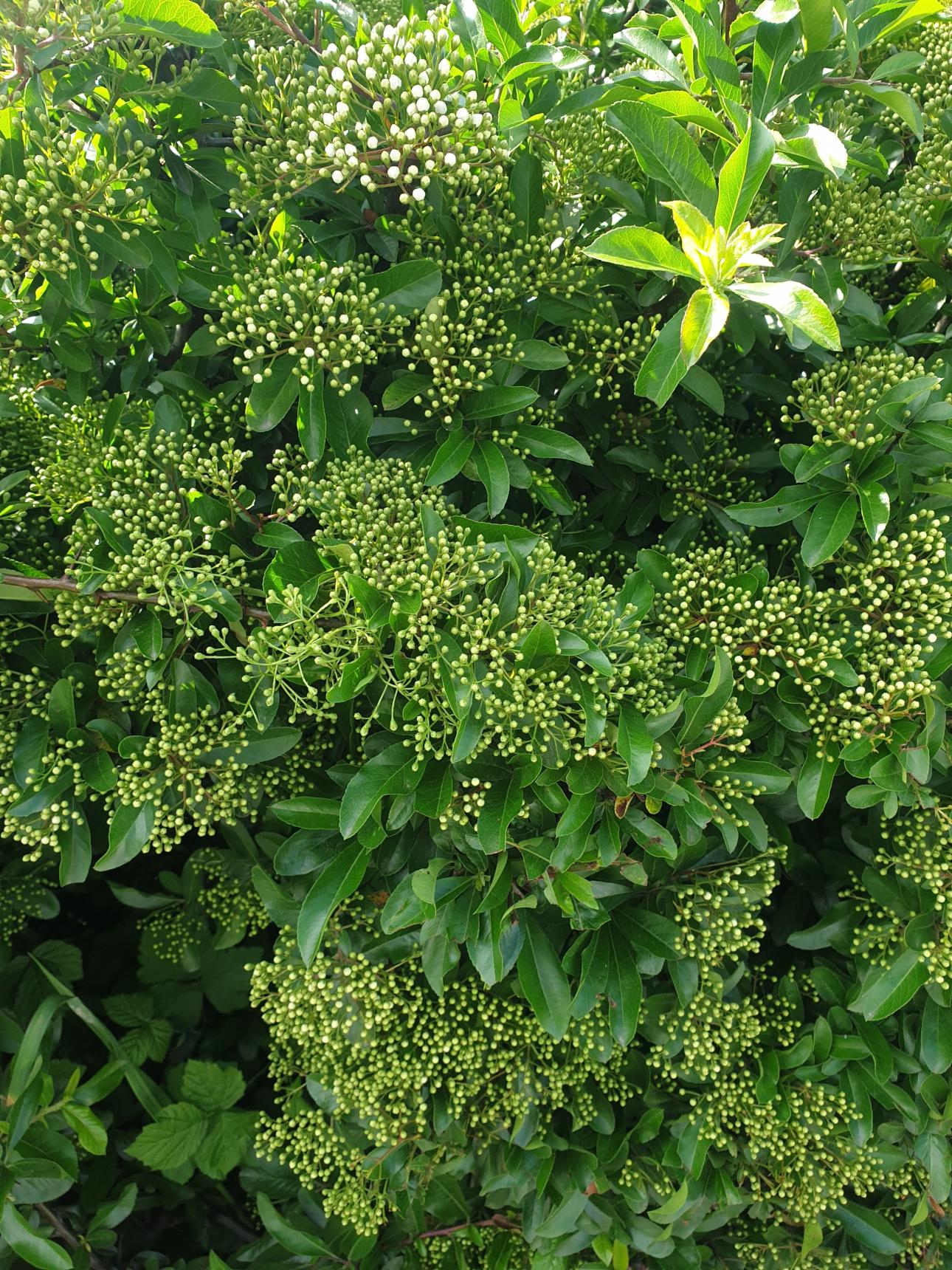 Ο θάμνος viburnum lucidum/ Φωτογραφία: Shutterstock