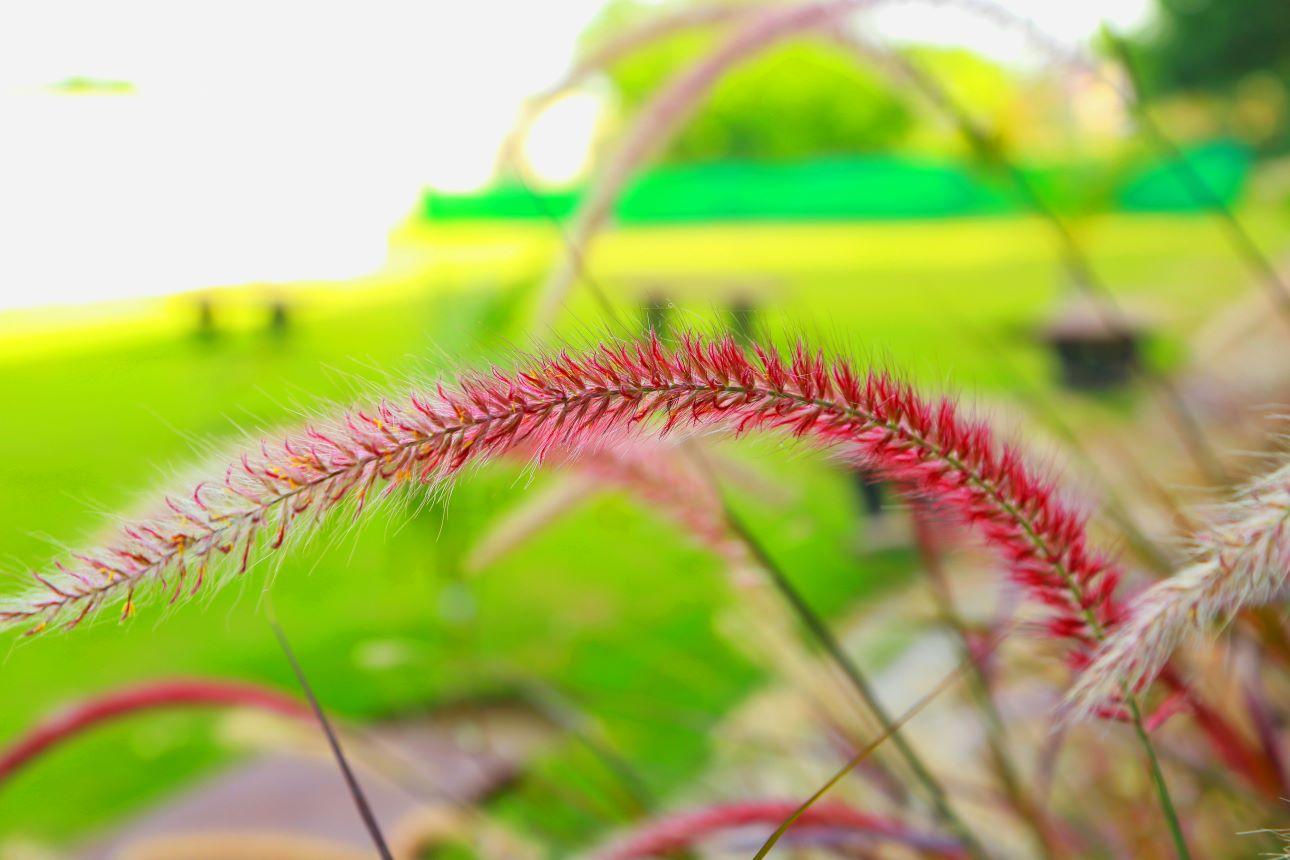 Το φυτό «συντριβάνι»/ Φωτογραφία: Unsplash